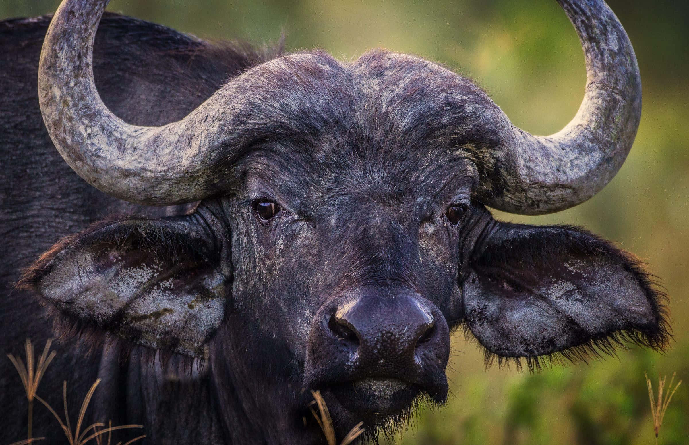 Water Buffalo 桌布 壁紙 — 一頭強壯的非洲水牛特寫，擁有巨大的彎曲角，在模糊的綠色背景下專注地凝視。