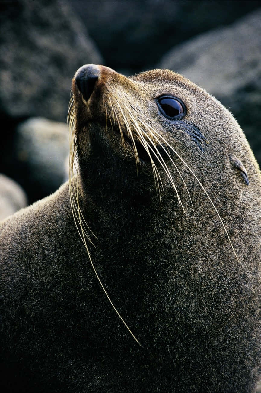 Southern Fur Seal 桌布 壁紙 — 海獅頭部特寫，有鬍鬚，在模糊岩石背景下向上凝視。