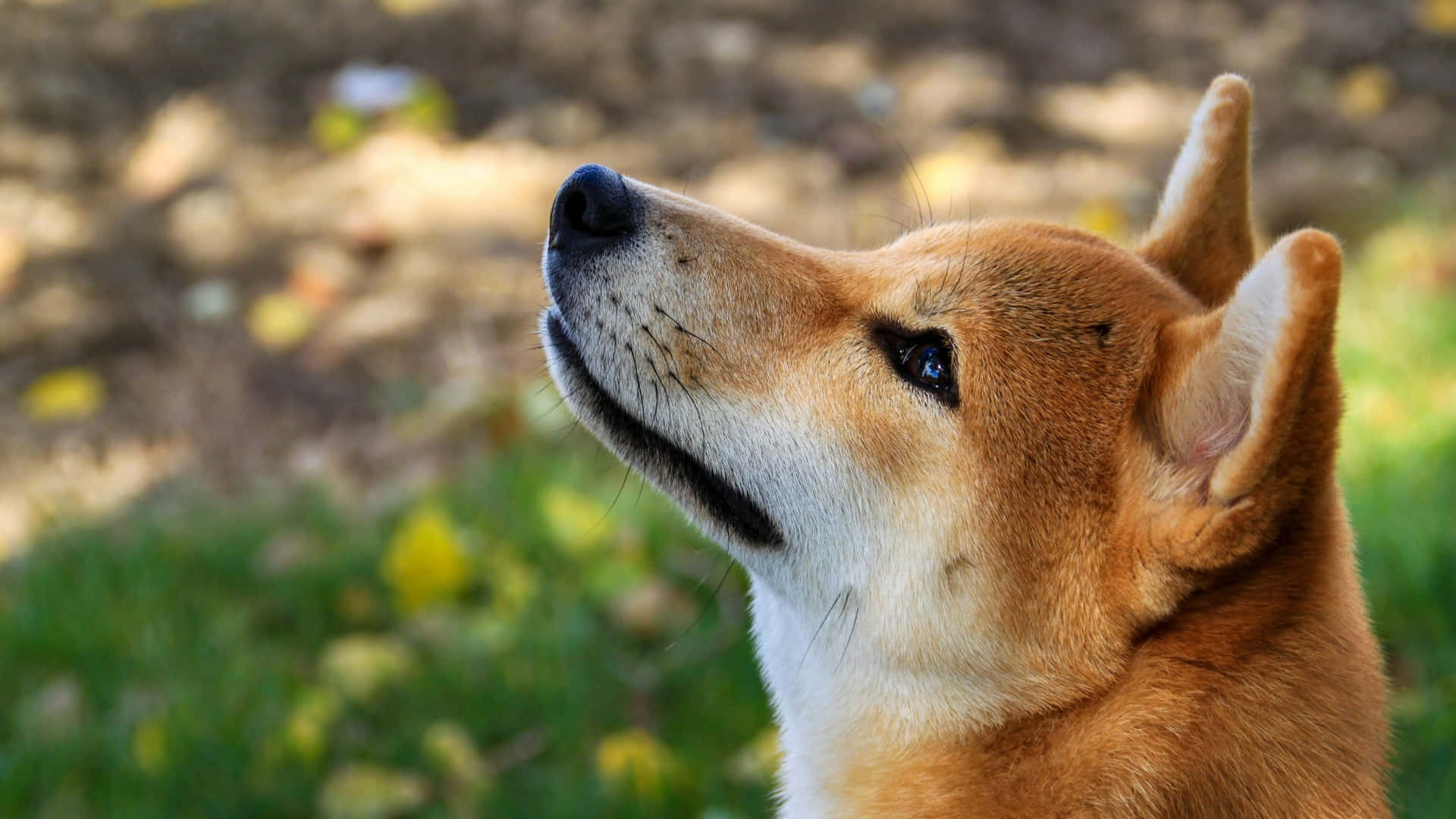  壁紙 — 一隻柴犬在陽光普照的草地上豎起警覺的耳朵向上凝視的特寫。