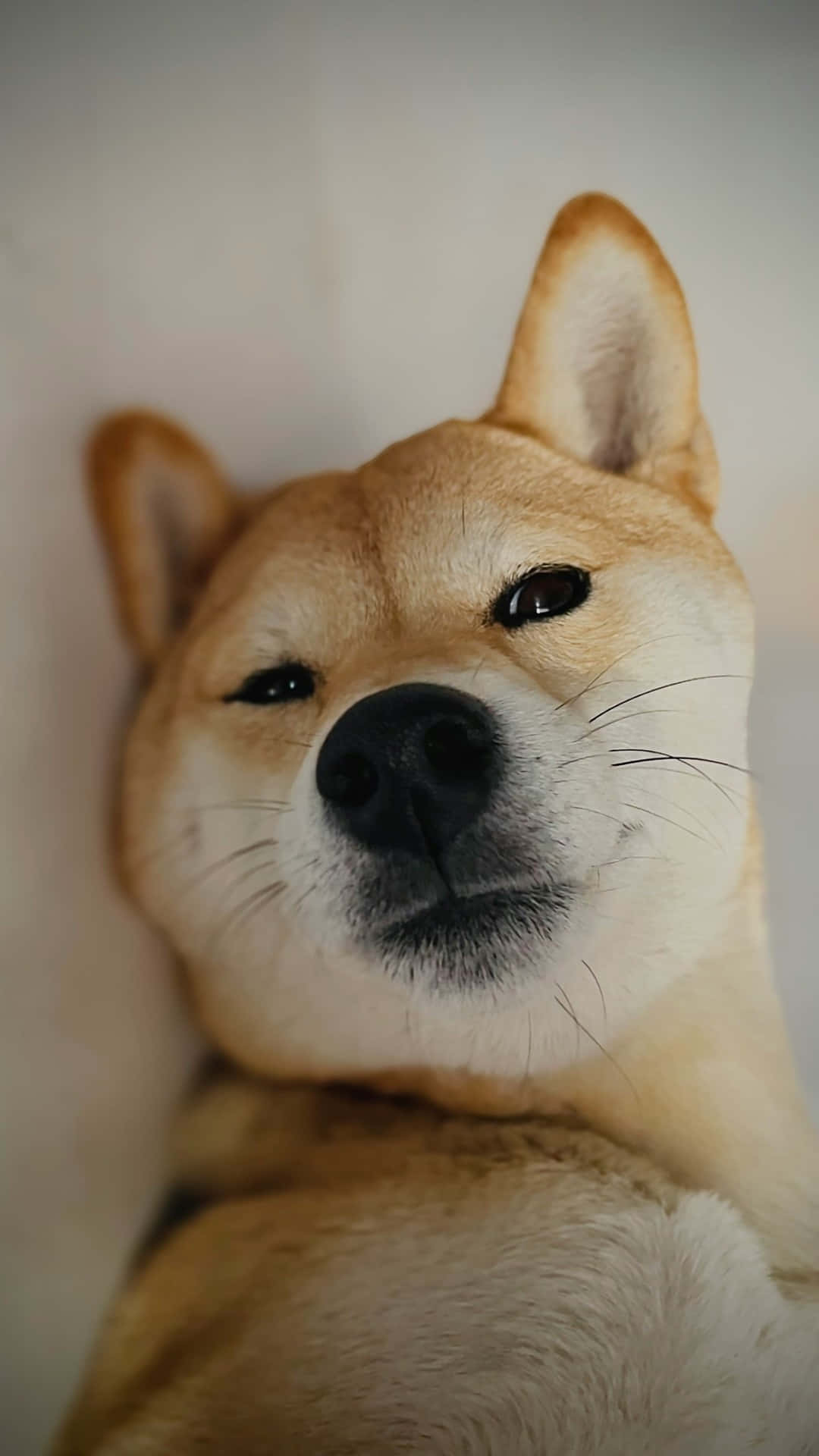  壁紙 — 一隻柴犬嘅特寫，表情平靜，柔軟金色毛髮，背景模糊。
