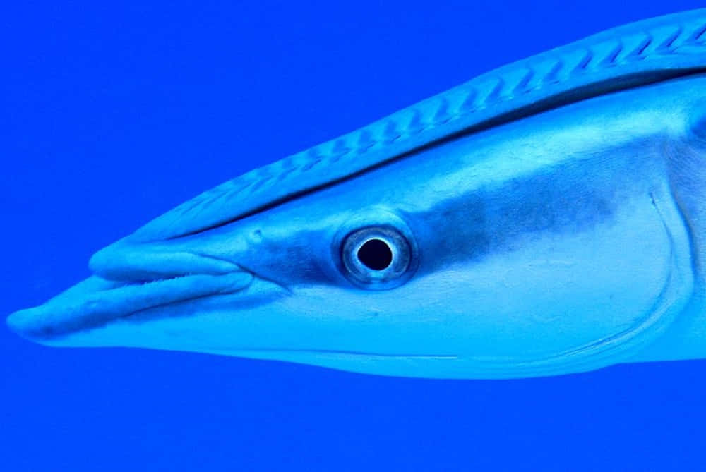 Remora 桌布 壁紙 — 一條光滑藍色魚的近距離特寫，有尖銳牙齒和大眼睛，背景是純藍色水下。