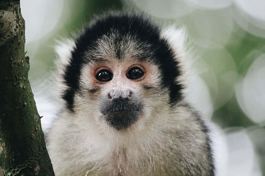 Squirrel Monkey 桌布 壁紙 — 一隻黑白毛色、大眼睛的小猴子從樹幹後探頭出來的近距離特寫。