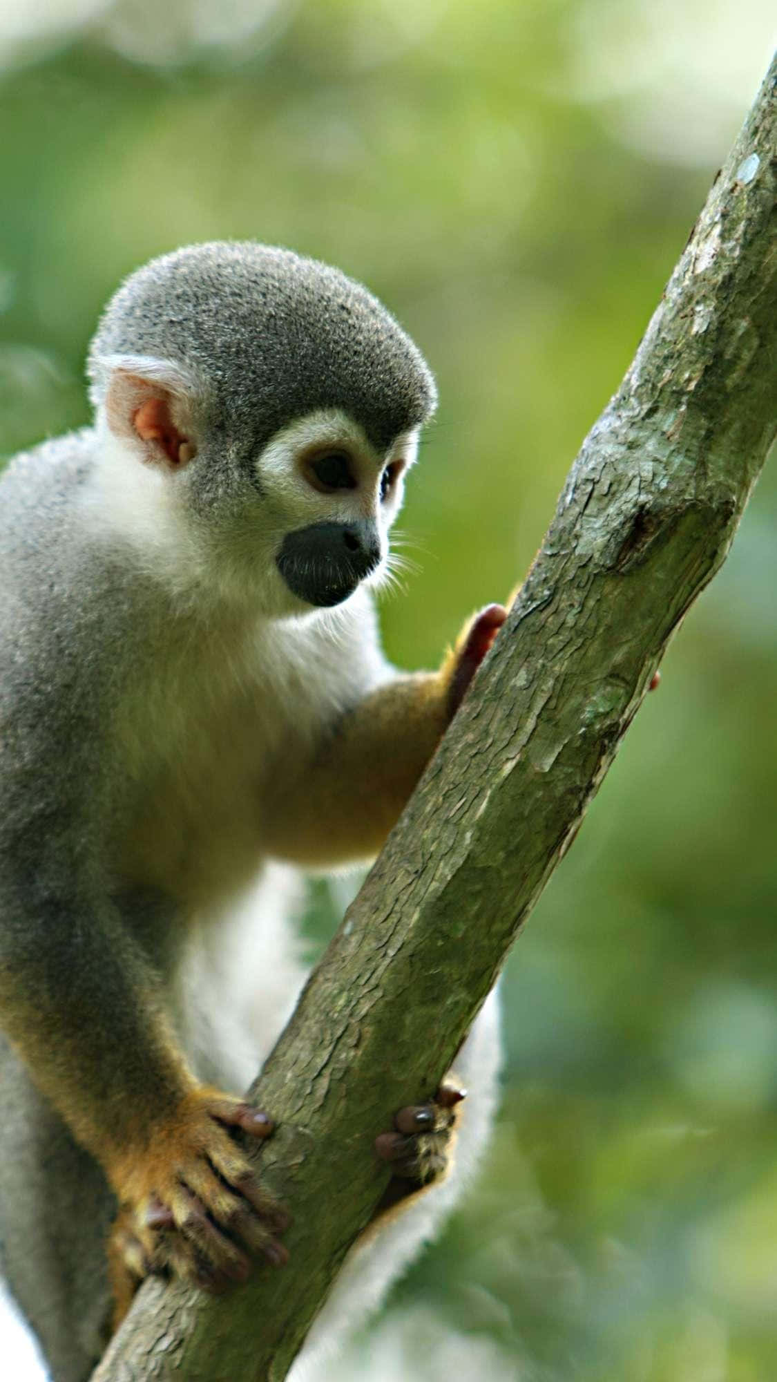 Squirrel Monkey 桌布 壁紙 — 一隻松鼠猴在茂密翠綠的森林中緊抓樹枝的特寫。