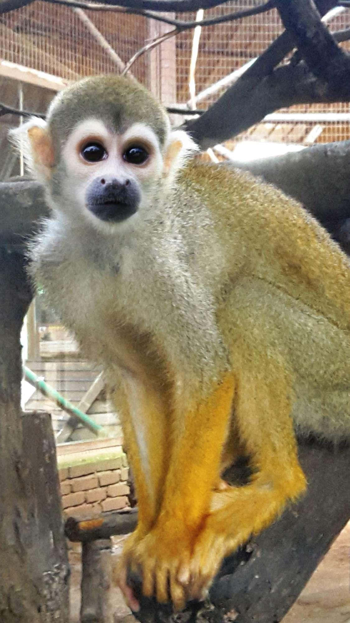 Squirrel Monkey 桌布 壁紙 — 一隻擁有黑色大眼和黑色面孔的松鼠猴，棲息在圍欄內的木枝上，特寫鏡頭。