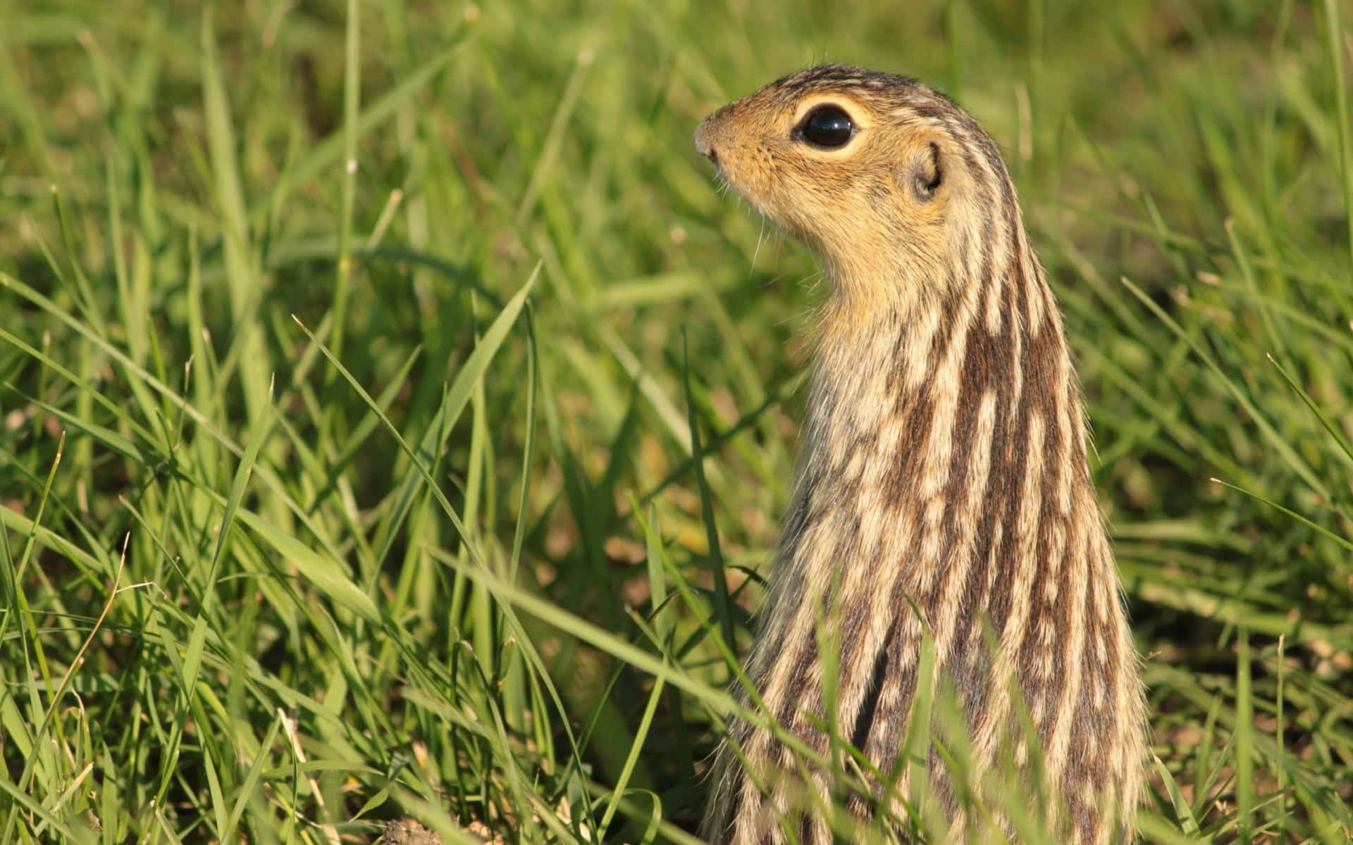 Gopher 桌布 壁紙 — 一隻條紋地松鼠在明亮陽光下嘅鮮綠色草叢中警覺企立嘅特寫。