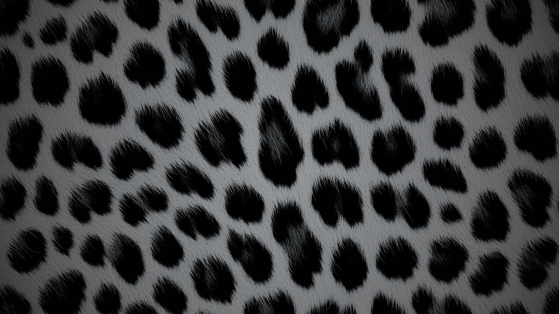  壁紙 — 淺灰色背景上帶有黑色玫瑰花結圖案的紋理豹紋圖案特寫。