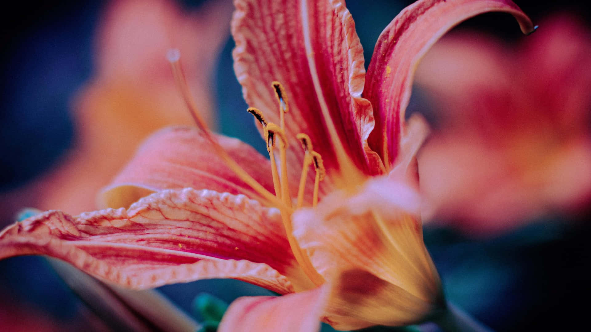  壁紙 — 鮮豔粉紅百合的特寫，帶有精緻花瓣和黃色雄蕊，背景為模糊多彩。