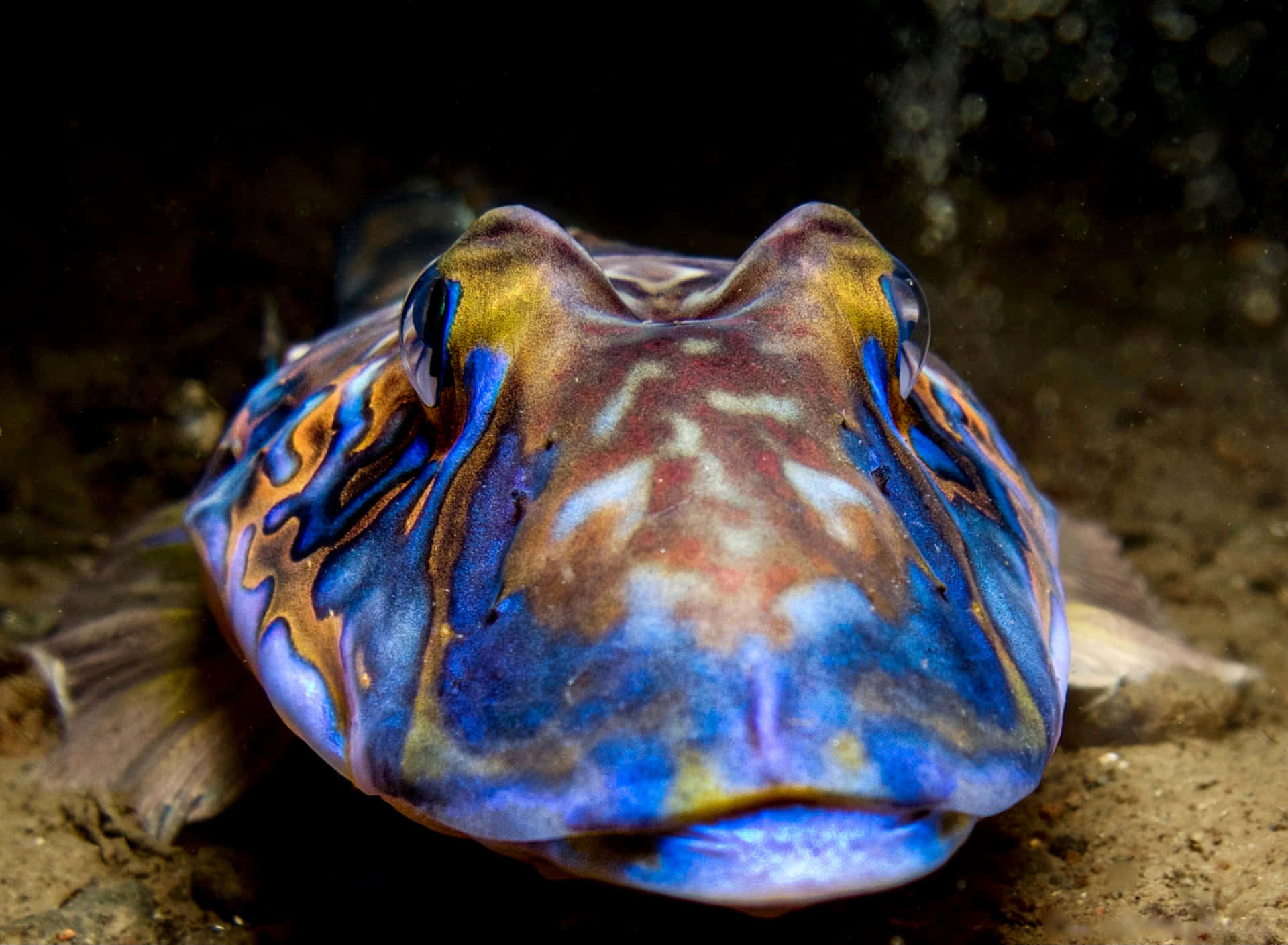  壁紙 — 一條色彩鮮豔嘅青蛙魚，帶有藍色、橙色同啡色圖案，喺沙質海底休息嘅特寫。