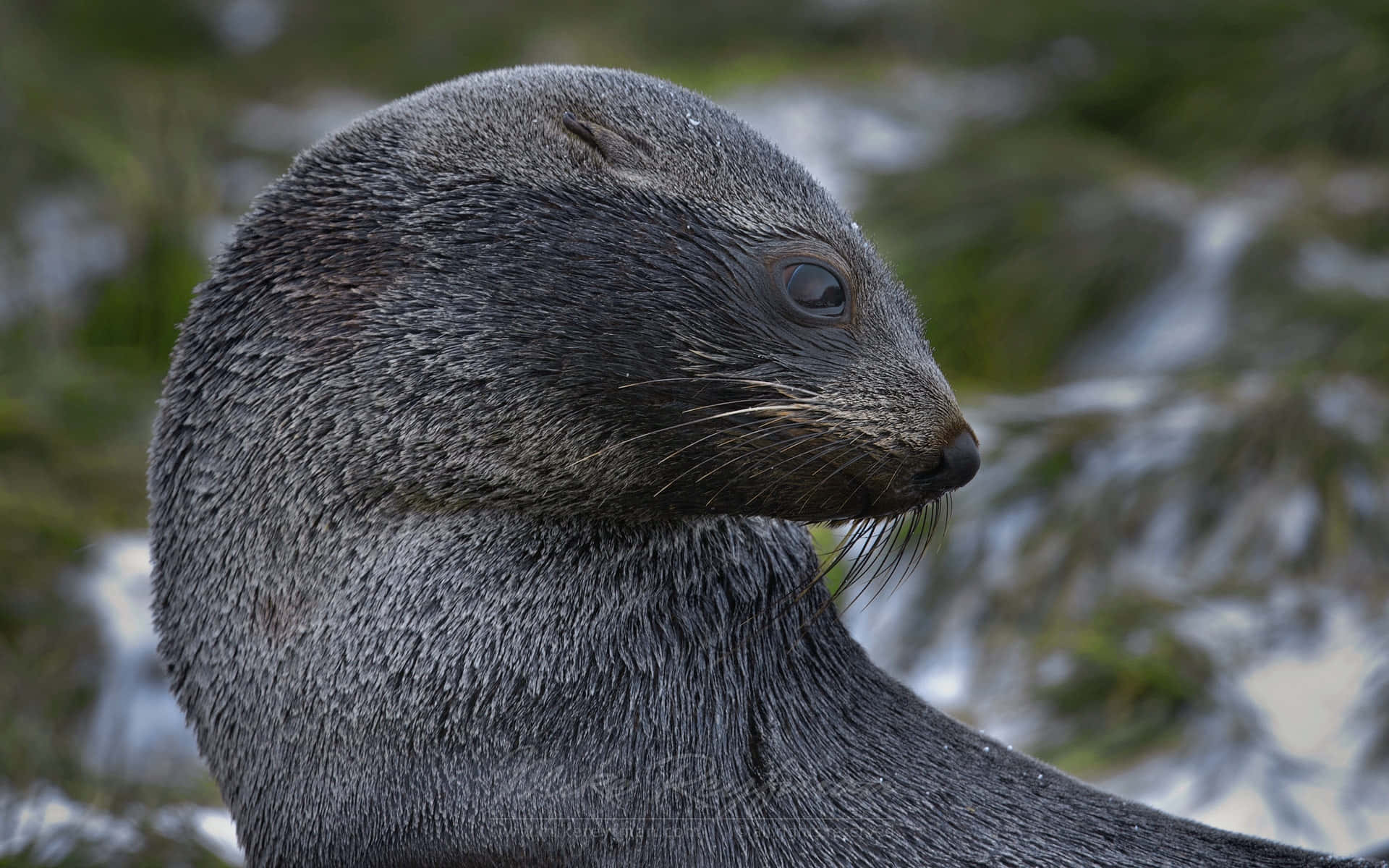 Southern Fur Seal 桌布 壁紙 — 特寫一隻濕透的深灰色海豹，長有鬍鬚，在模糊的雪地森林背景下平靜地凝視。