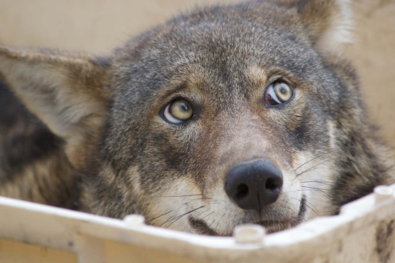 Wolf Eyes 桌布 壁紙 — 狼嘅特寫，佢嘅銳利目光喺木箱邊緣窺視，配以柔和自然光。