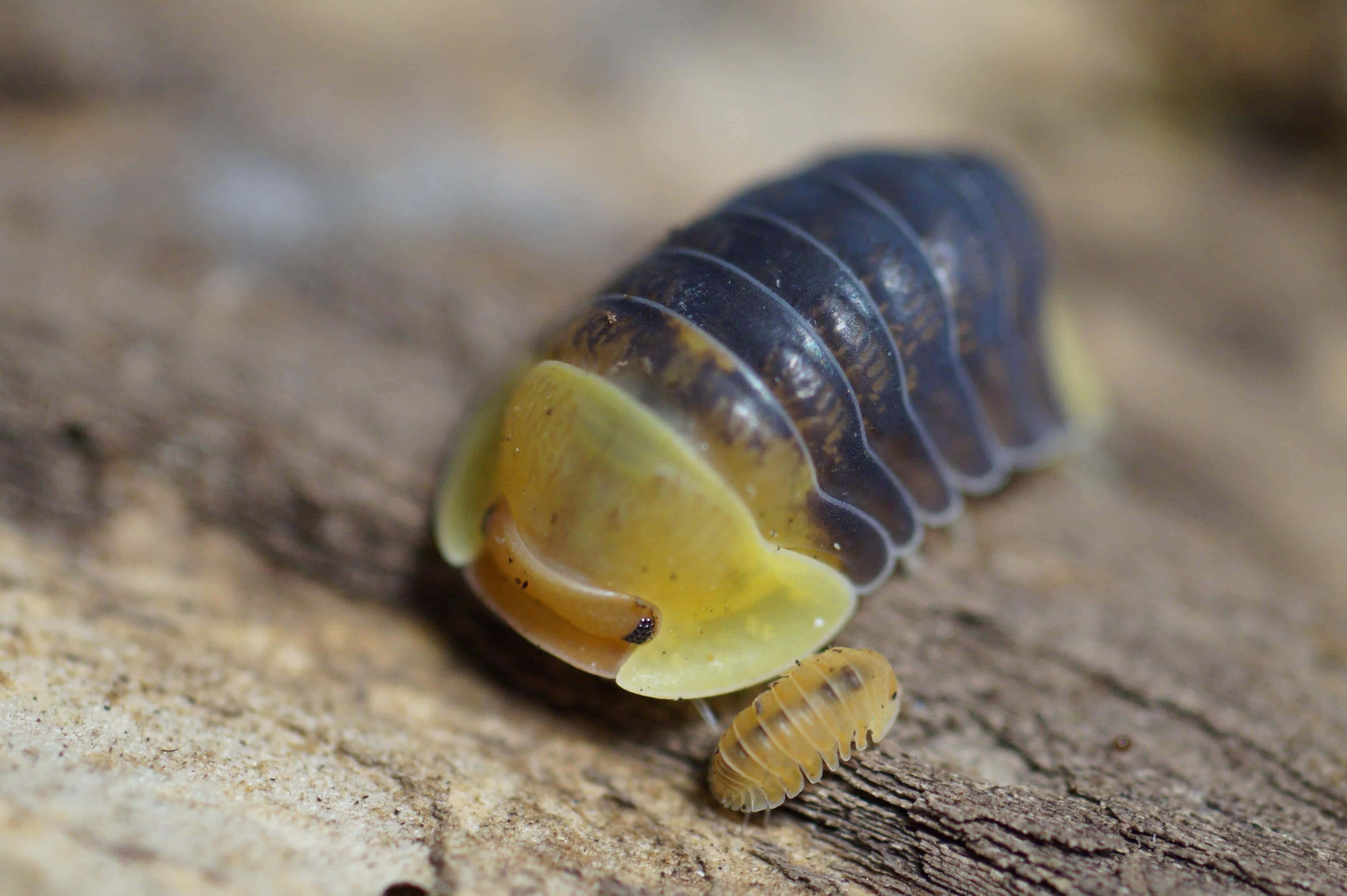 Isopod 桌布 壁紙 — 一張成體和幼體潮蟲在紋理樹皮上的特寫照片，景深較淺。