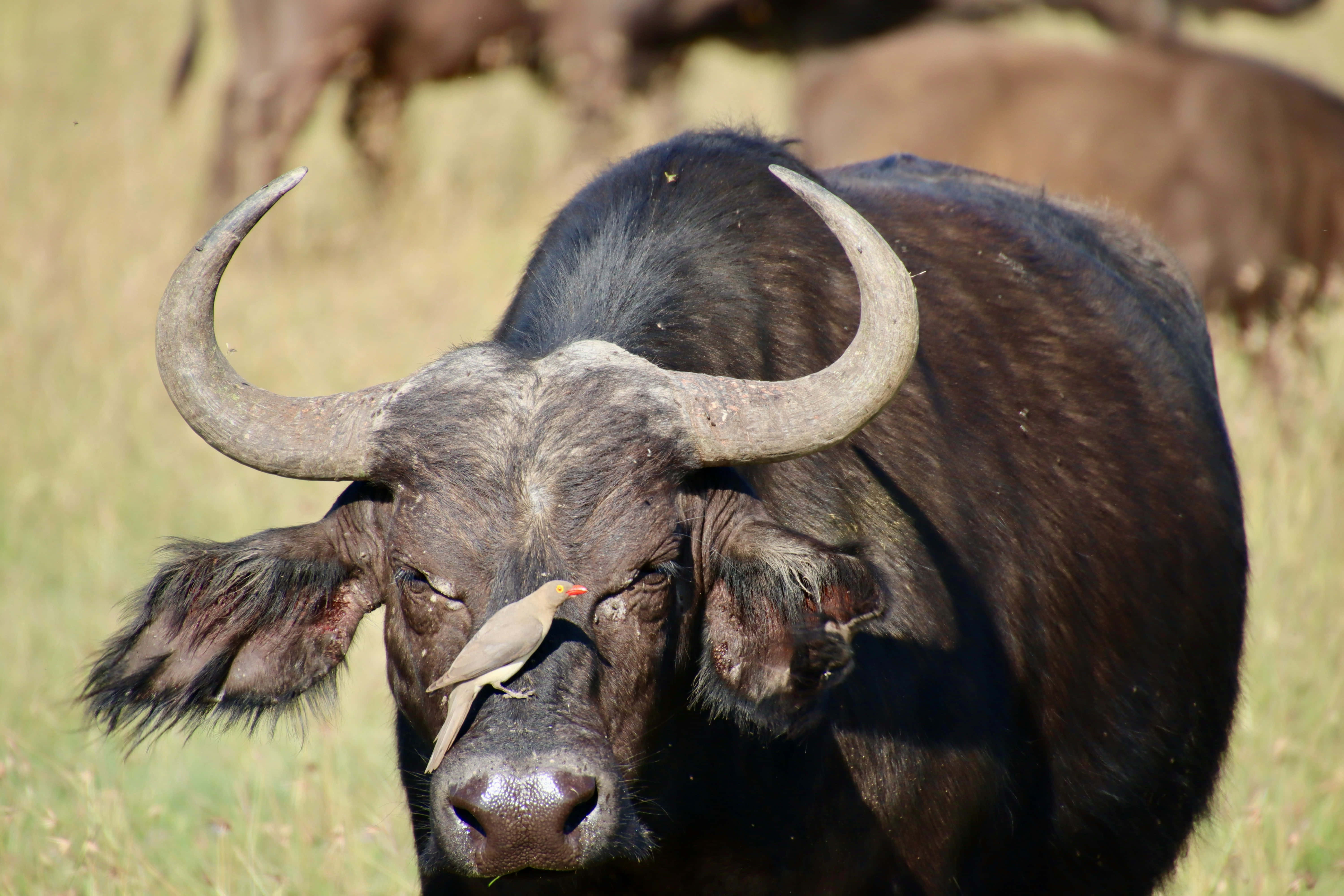 Water Buffalo 桌布 壁紙 — 陽光照耀的草地上，一頭大型非洲水牛的鼻子上棲息著一隻小鳥的特寫。