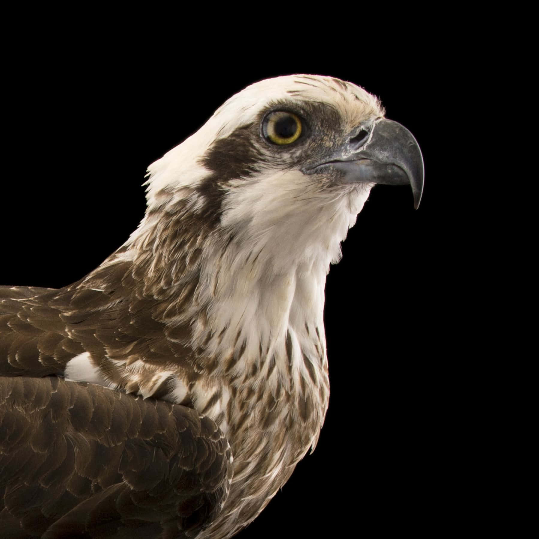 Osprey 桌布 壁紙 — 魚鷹頭部和肩部的特寫，以純黑背景突出其銳利的黃色眼睛和鉤狀喙。