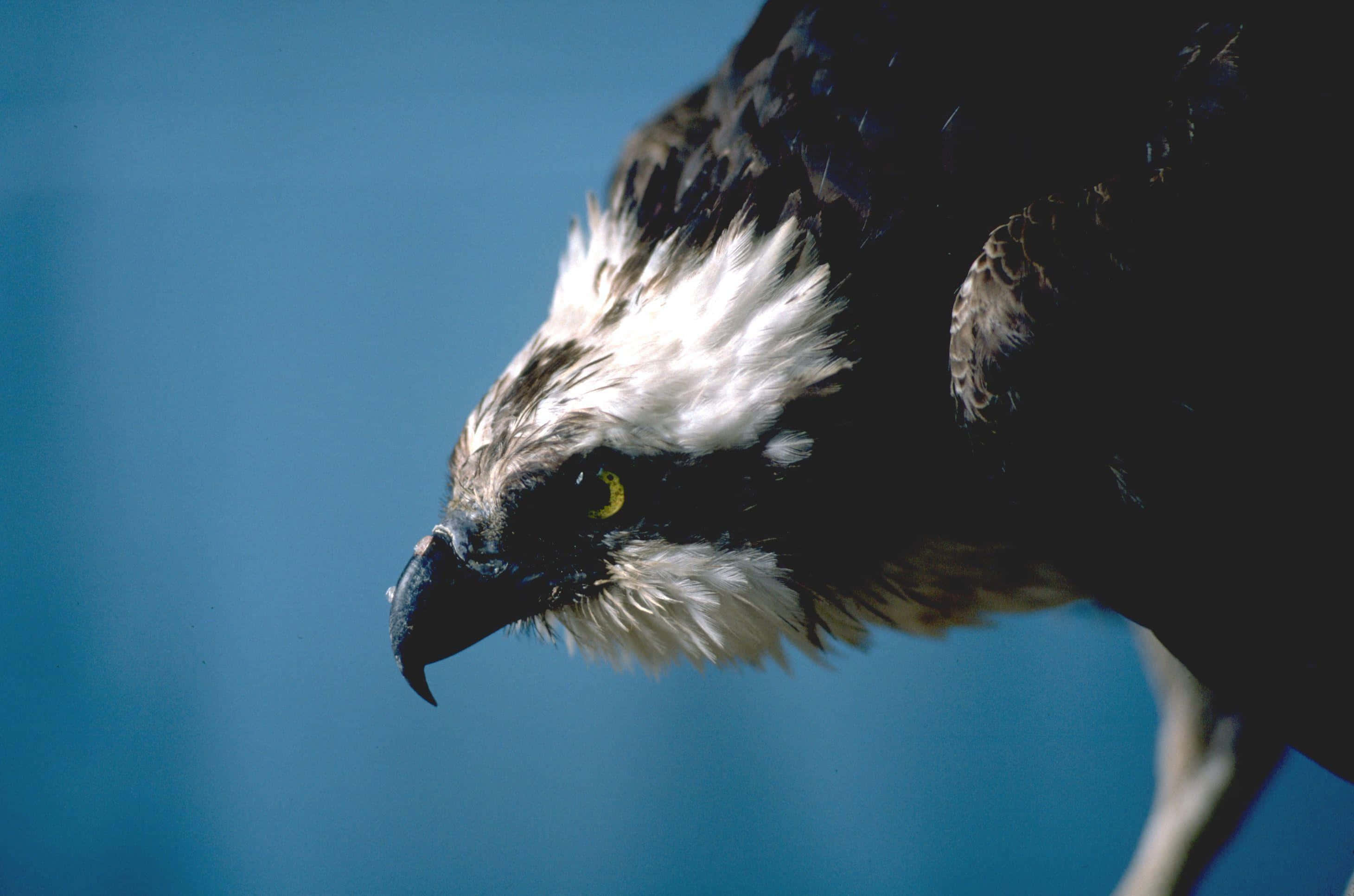 Osprey 桌布 壁紙 — 魚鷹頭部特寫，有銳利的黃色眼睛和白色頭部羽毛，背景為純藍色。