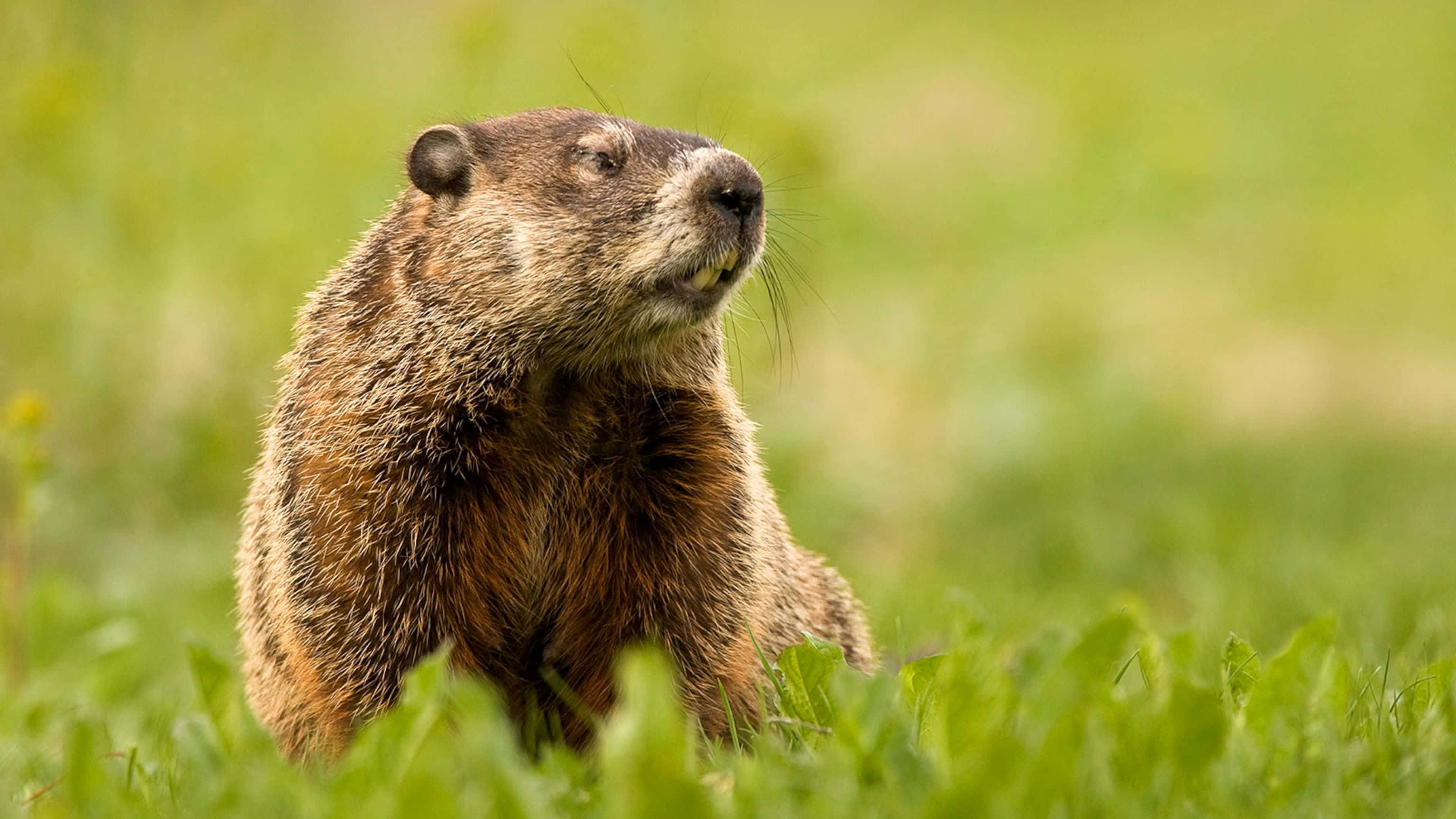Woodchuck 桌布 壁紙 — 一隻棕色土撥鼠在明亮日光下警覺地坐在鮮綠色草地上的特寫。