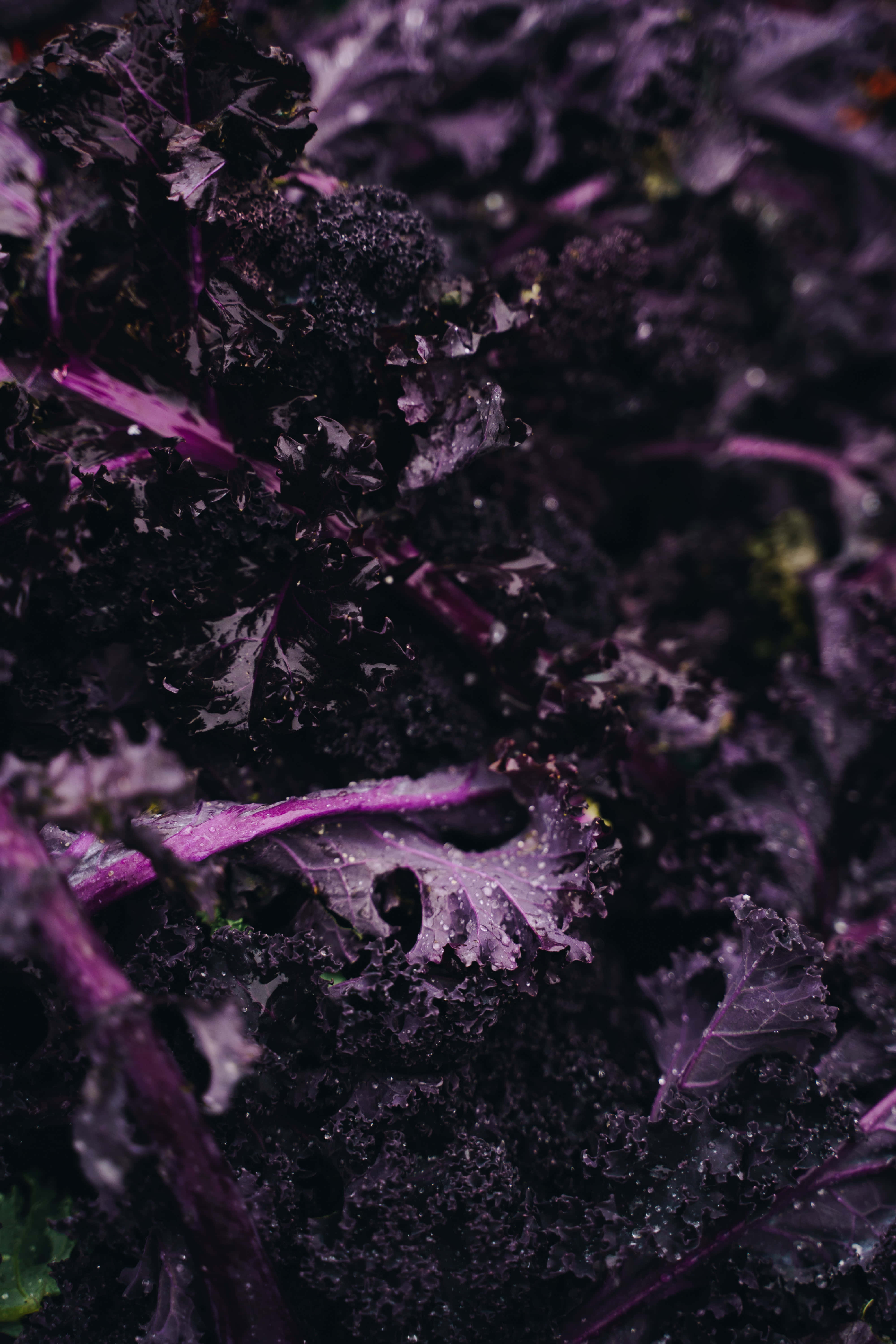 Purple Kale 桌布 壁紙 — 深紫色羽衣甘藍葉的特寫，水珠在紋理表面上閃閃發光。