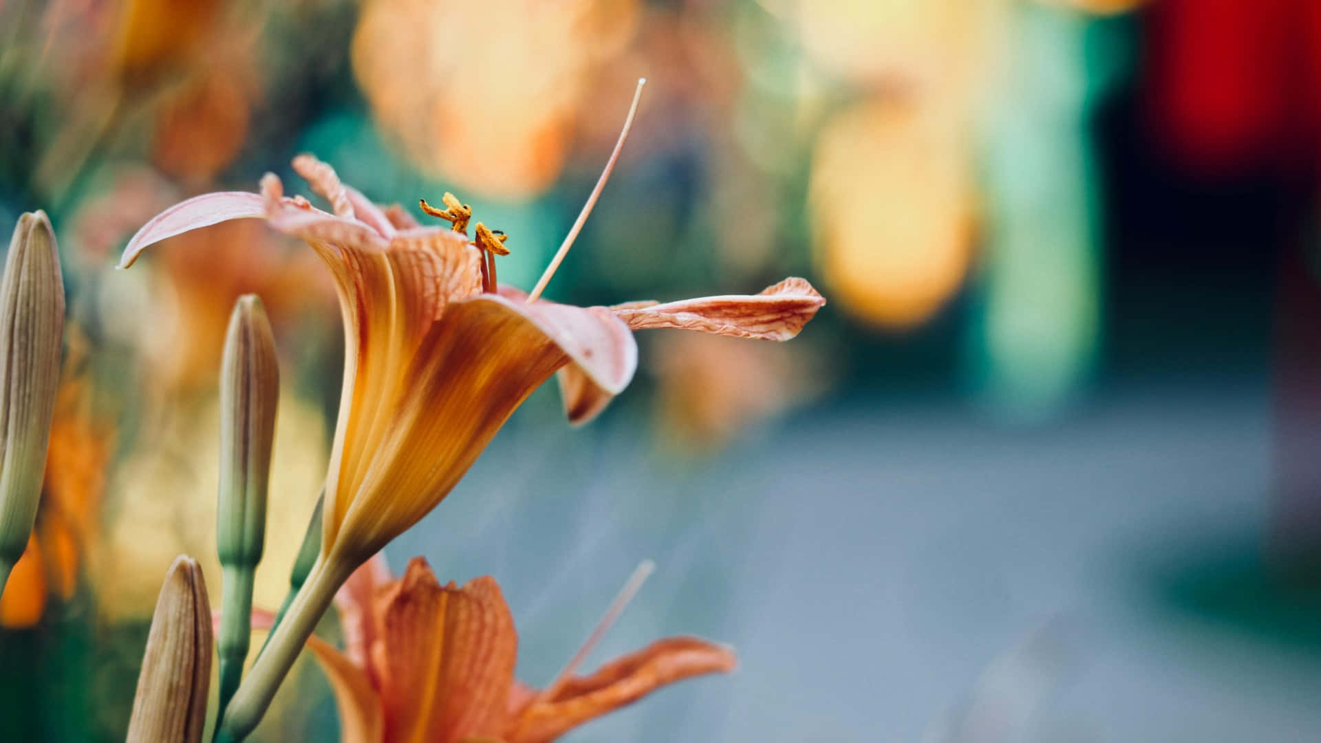  壁紙 — 一朵精緻橙色百合花的特寫，花瓣柔軟，雄蕊可見，背景是模糊的彩色。
