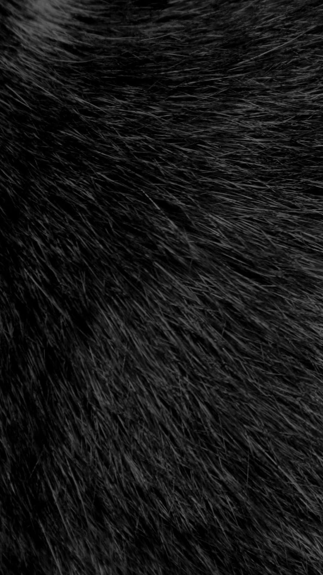 fur 桌布 壁紙 — 密集黑色毛髮的特寫，細絲在單色紋理中捕捉微妙光線。