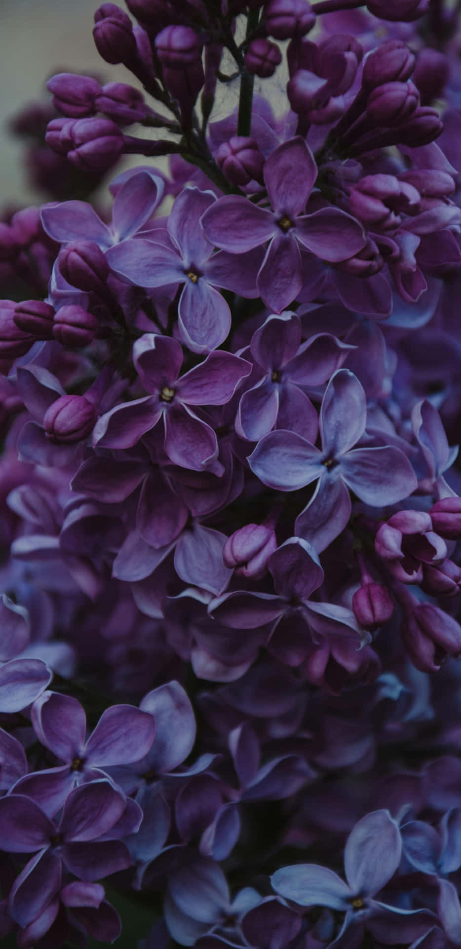  壁紙 — 密集嘅紫色丁香花近距離特寫，配以柔和光線同模糊背景。