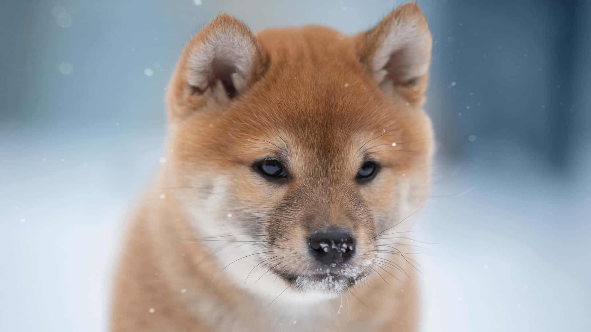  壁紙 — 一隻毛茸茸的紅色柴犬BB嘅特寫，鼻同鬚上沾有雪花，背景係雪地。