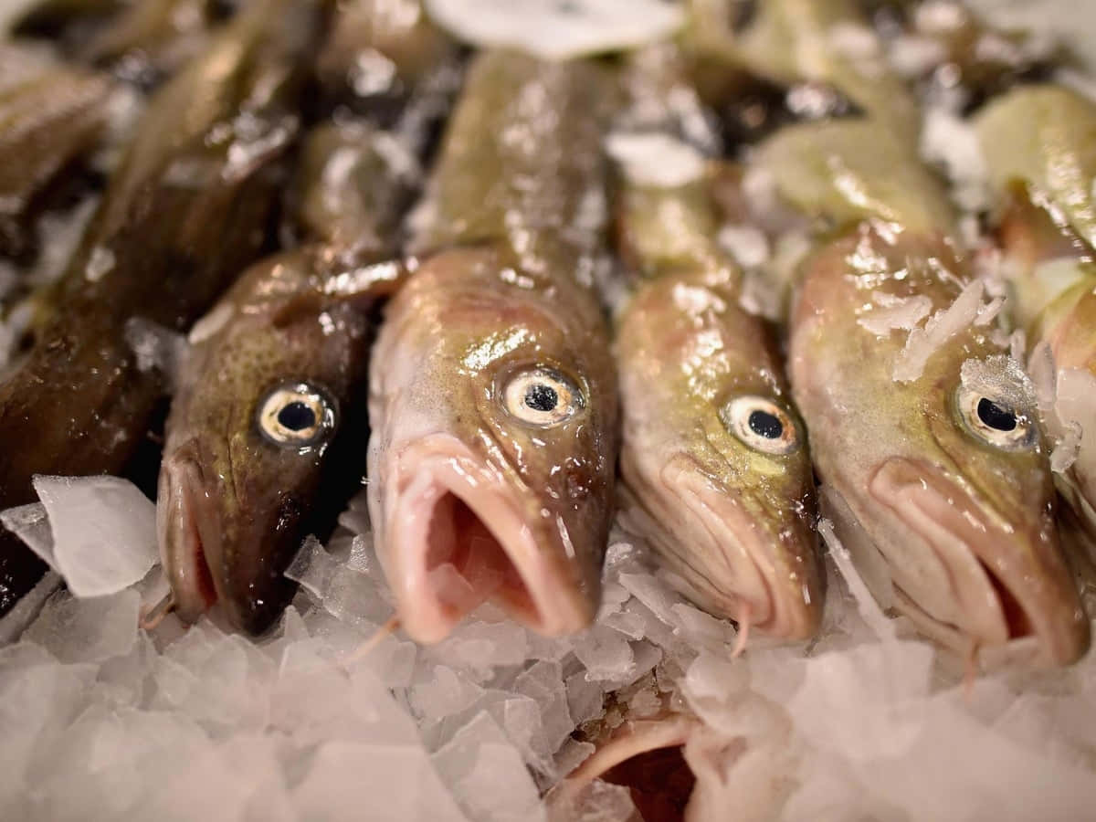  壁紙 — 市場上冰鮮魚頭的近距離特寫，魚鱗閃閃發光，嘴巴張開。