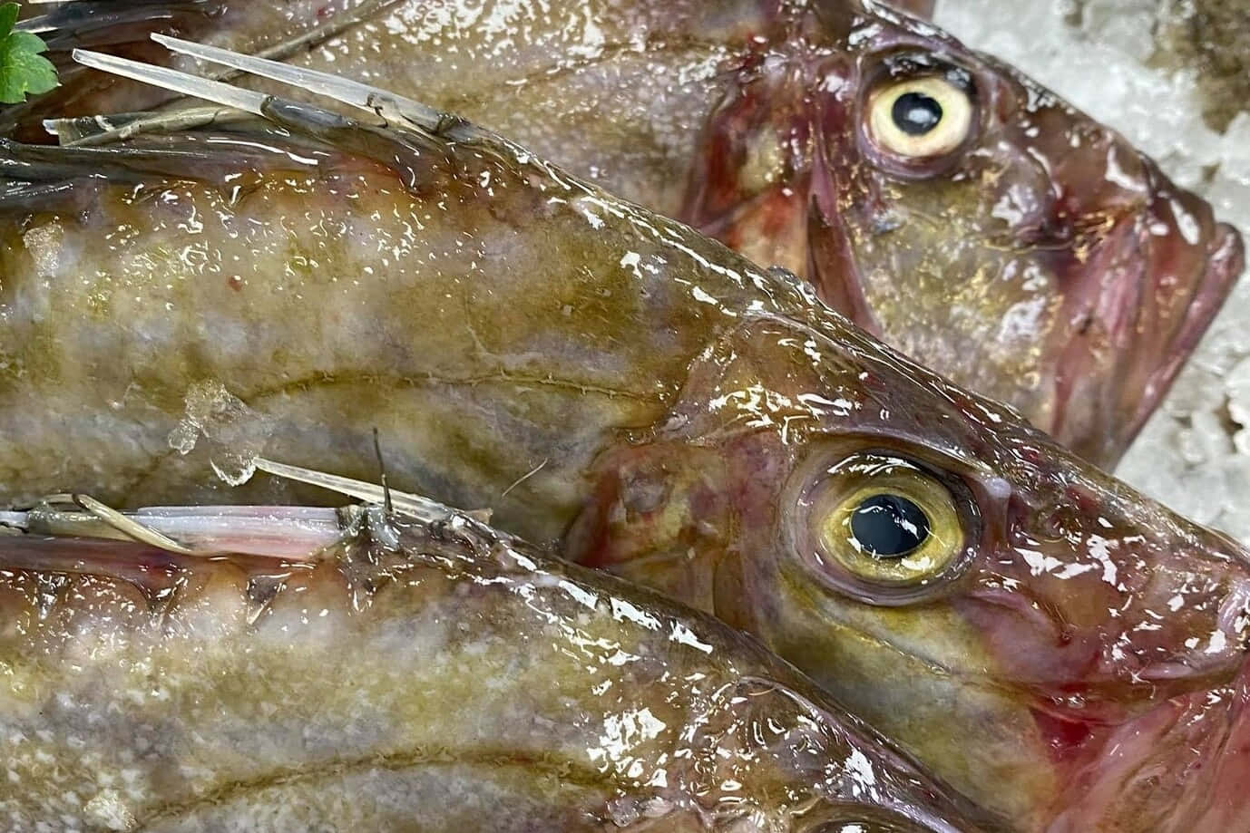  壁紙 — 市場攤位上冰塊上新鮮魚頭的近距離特寫，魚鱗閃閃發光，眼睛突出。