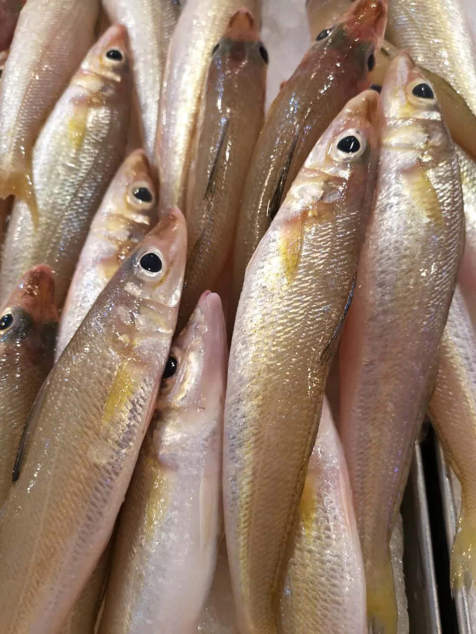  壁紙 — 新鮮銀色魚類的特寫，魚鱗閃閃發光，眼睛深色，堆疊在市場展示中。