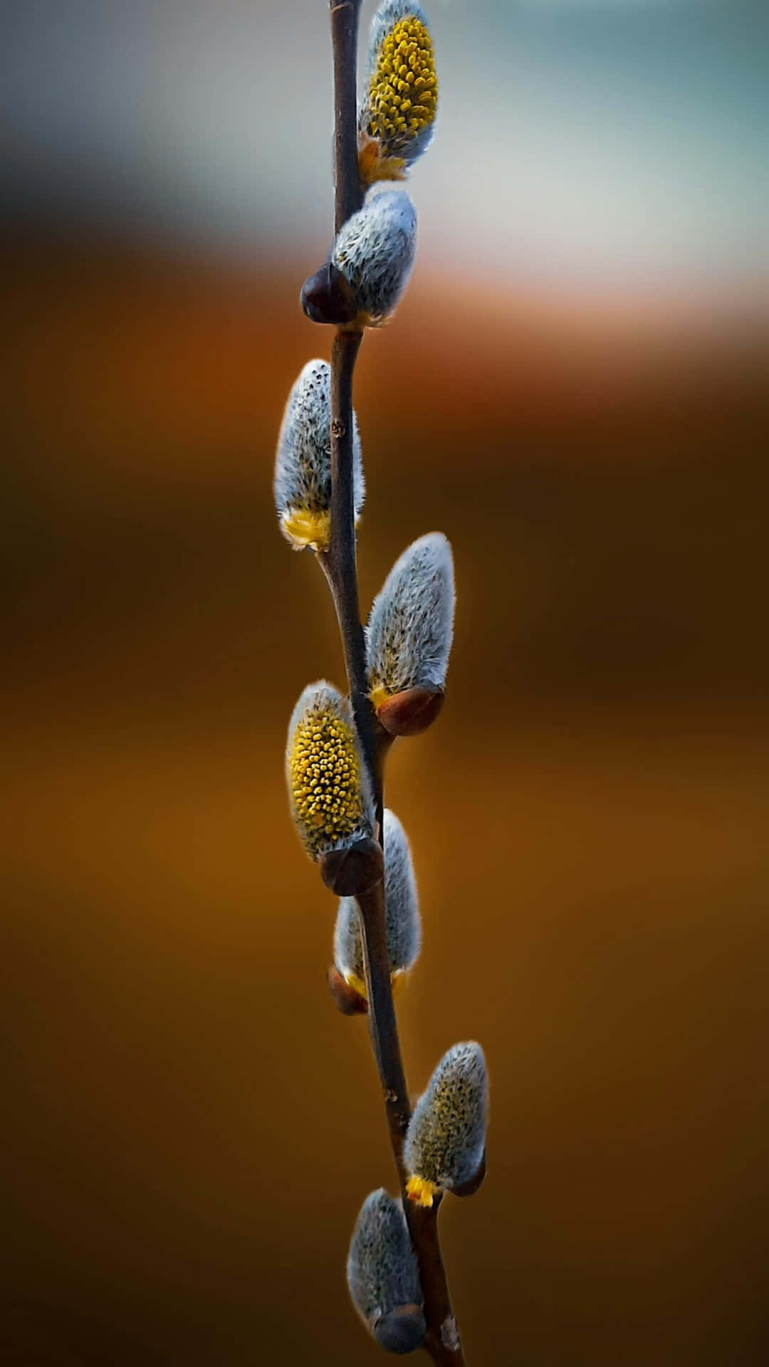  壁紙 — 柳絮毛茸茸的特寫，在溫暖模糊的背景襯托下，爆發出金色花粉。