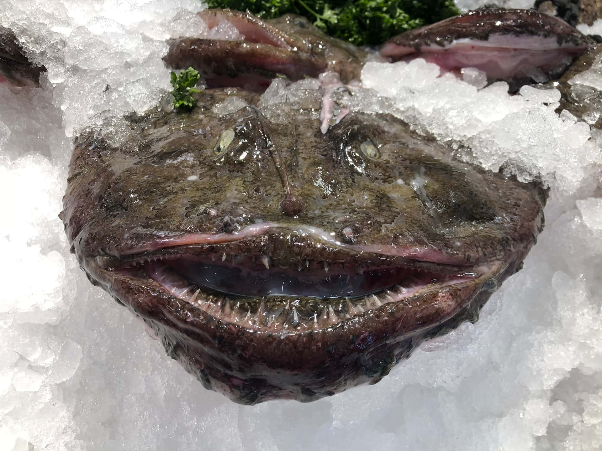  壁紙 — 海鮮市場中一個怪誕、多牙的魚頭放在碎冰上的特寫。