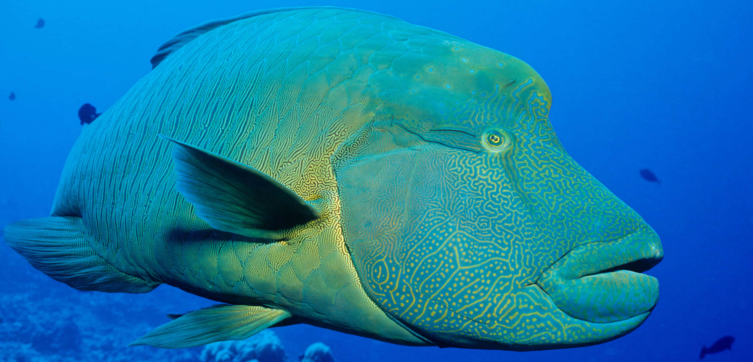 Wrasse 桌布 壁紙 — 一條擁有複雜黃色圖案的蘇眉魚在清澈藍色海水中游泳的特寫。