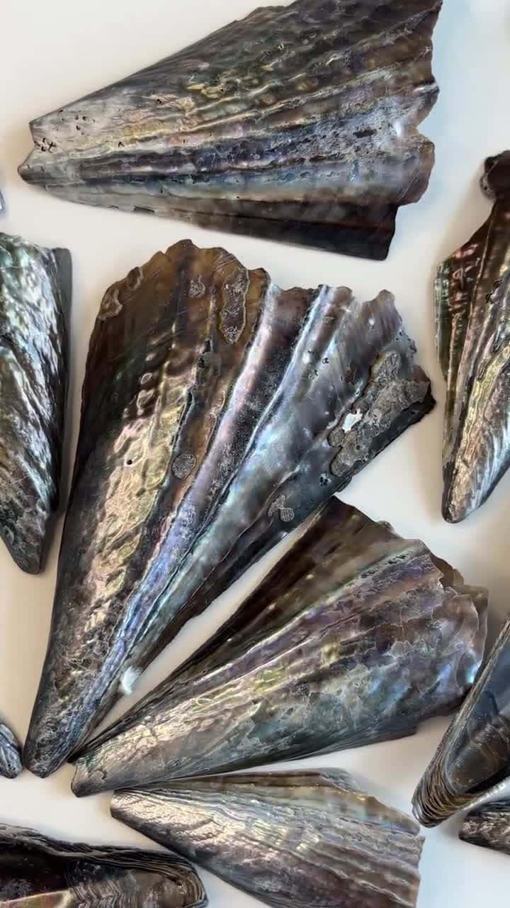  壁紙 — 純白表面上排列的虹彩黑色和銀色扇貝殼特寫。