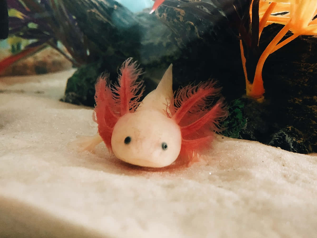 一隻美麗而獨特的水熊 壁紙 — 一隻蒼白嘅蠑螈（axolotl）帶有鮮紅色鰓，喺種植咗植物嘅水族箱中嘅沙質底材上休息嘅特寫。