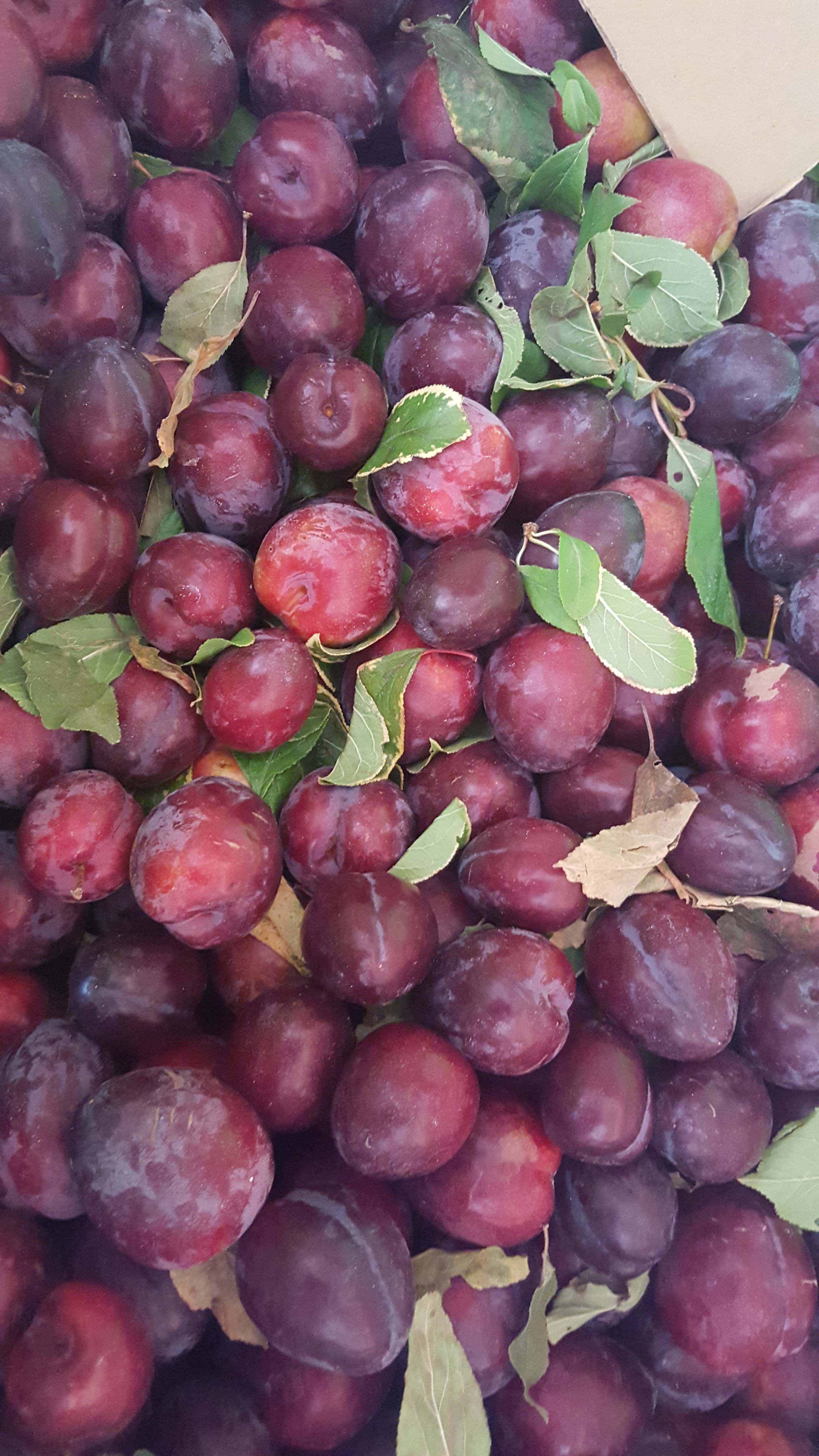 Purple Plums 桌布 壁紙 — 肥美深紫色布冧的特寫，綠色葉子散落其中。