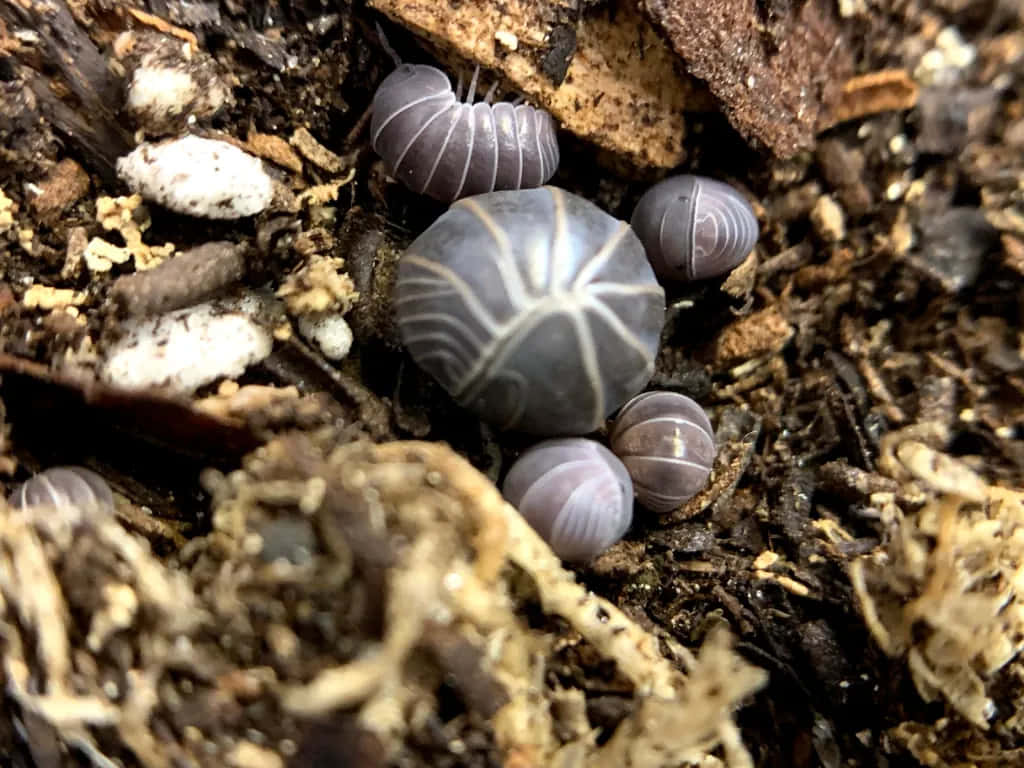  壁紙 — 幾隻灰色球馬陸在陰暗潮濕的土壤和腐木上緊緊蜷縮成球的特寫。