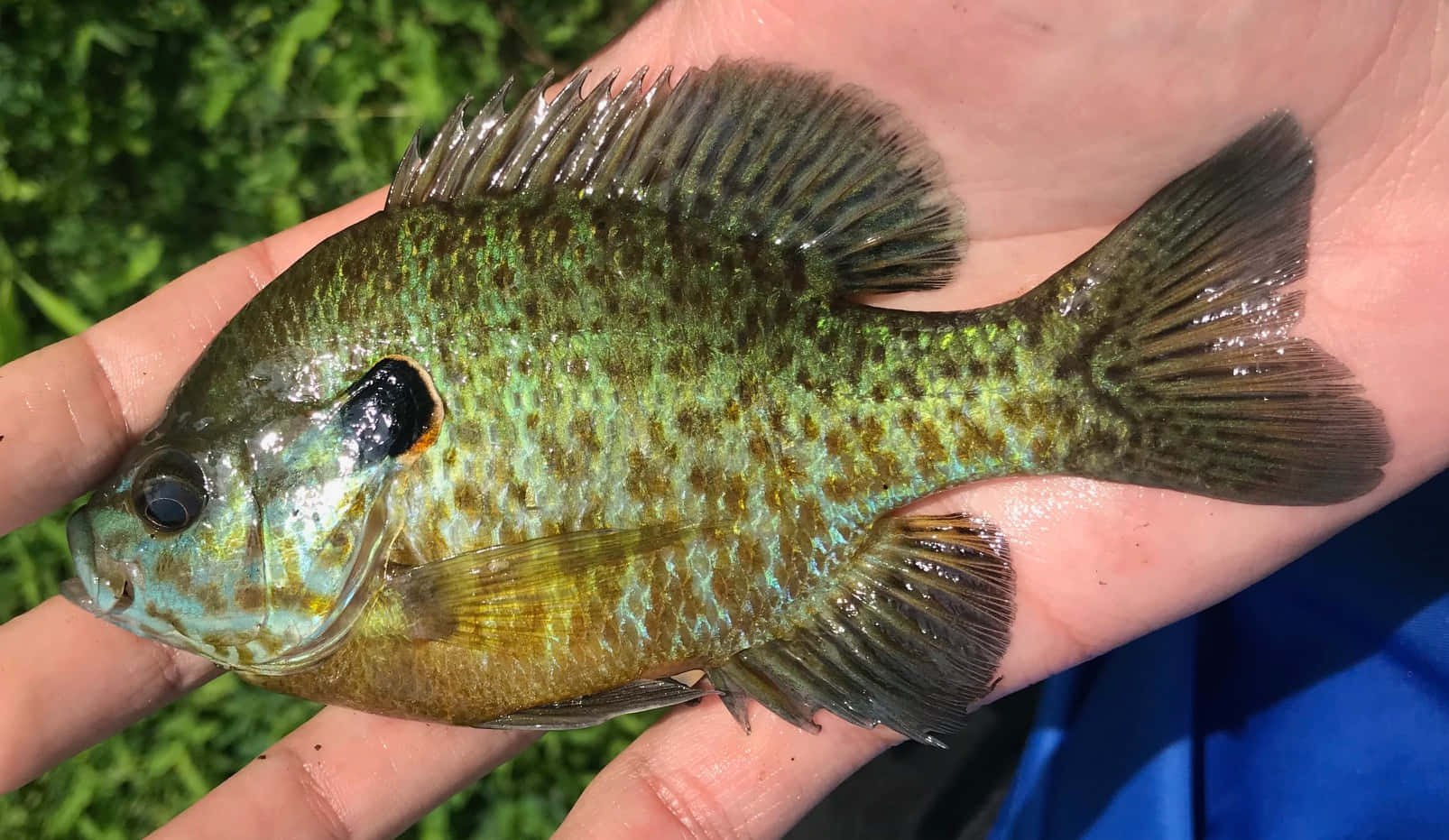 壁紙 — 一張特寫照片，一條帶有斑點鱗片的小型綠褐色魚躺在一個人的手中，背景是模糊的綠色。