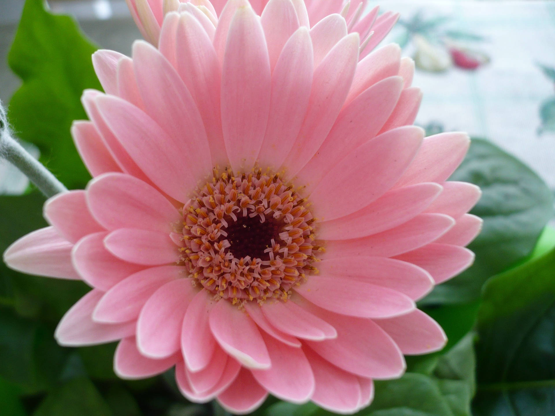 粉紅色非洲菊雛菊，綠葉清晰對焦。