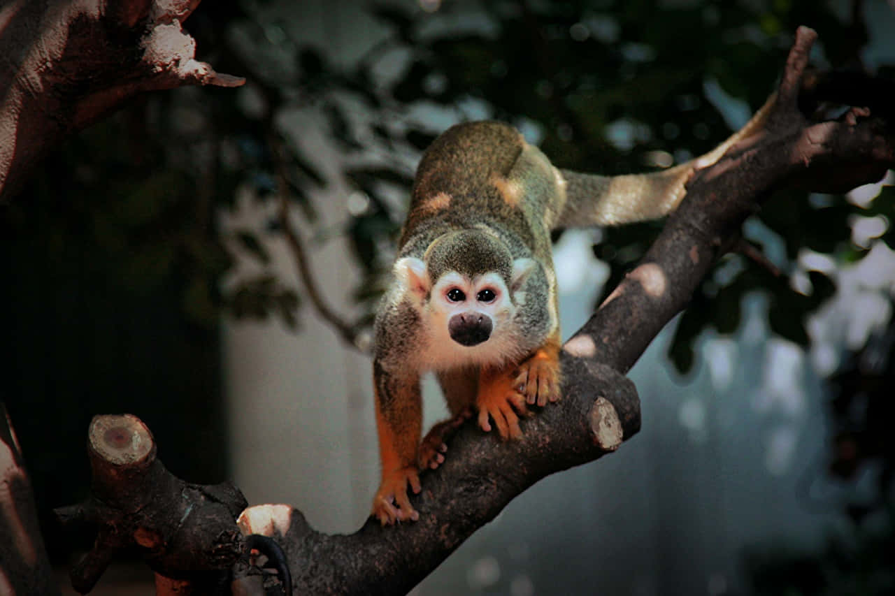 Squirrel Monkey 桌布 壁紙 — 一隻松鼠猴的特寫，棲息在樹枝上，毛色深黑，四肢亮橙色，背景是模糊的森林。
