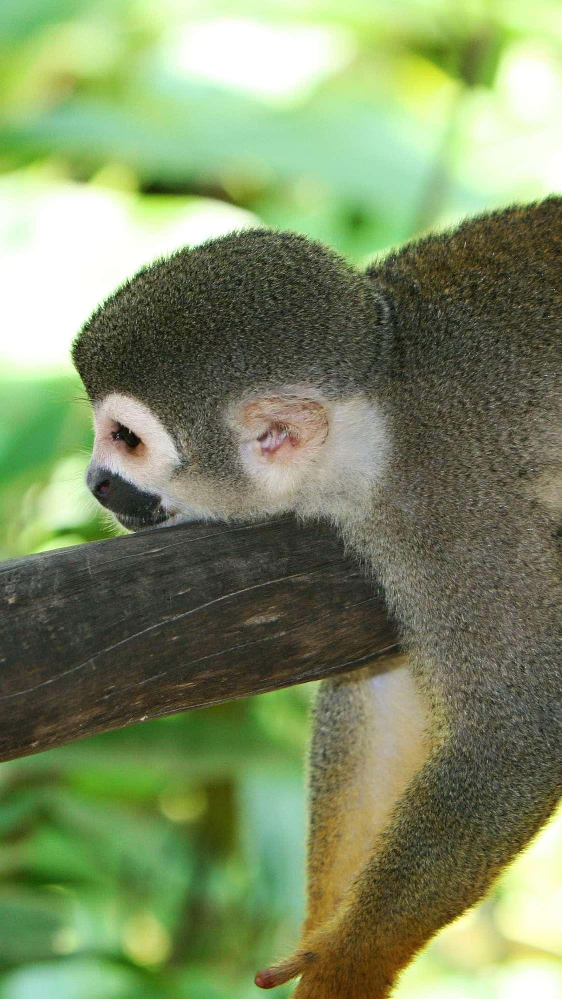 Squirrel Monkey 桌布 壁紙 — 一隻松鼠猴在茂密綠葉中，將頭靠在一條深色木枝上的特寫。