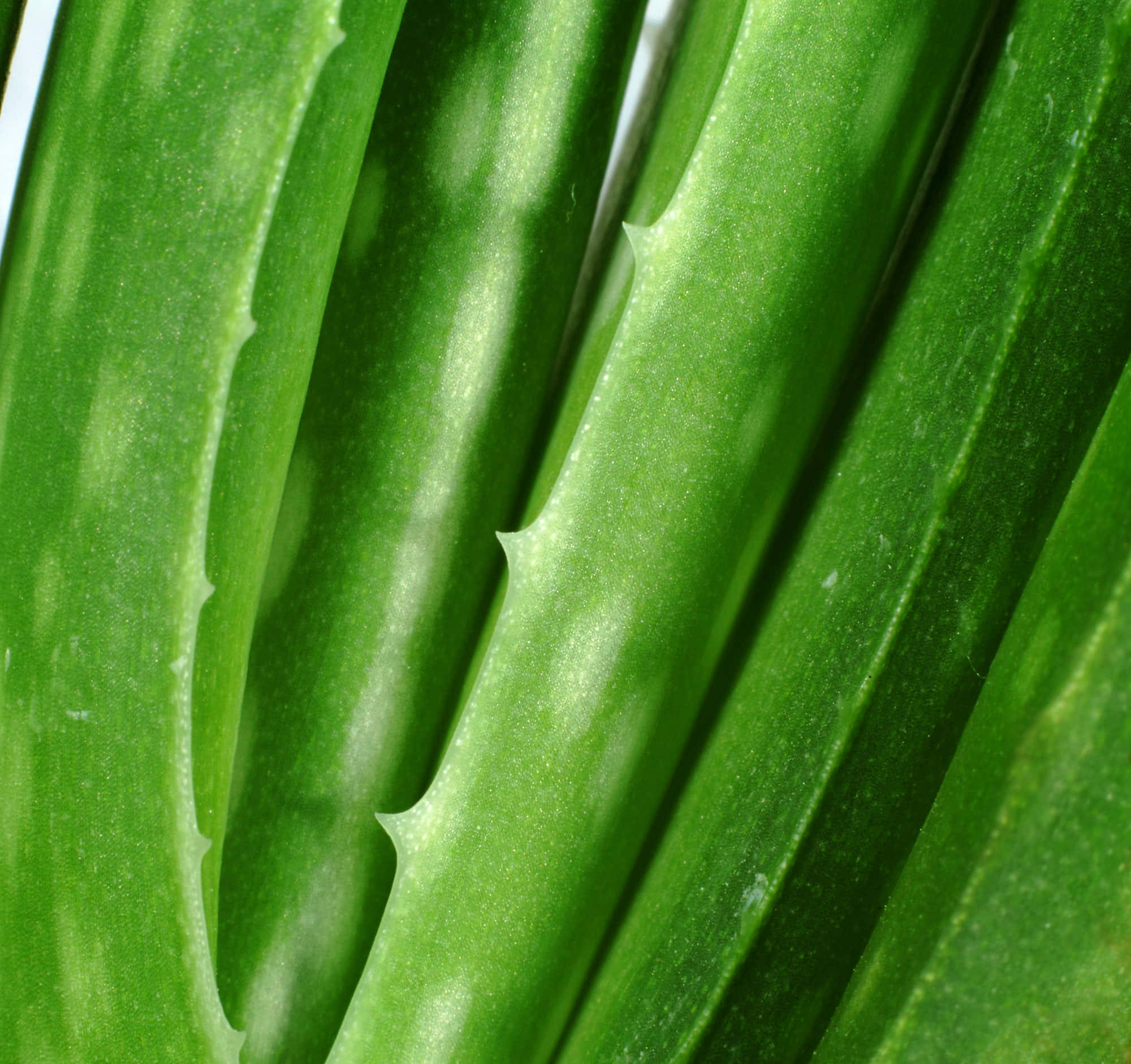 Aloe Vera 桌布 壁紙 — 鮮綠色蘆薈葉的特寫，邊緣呈鋸齒狀，表面有紋理。