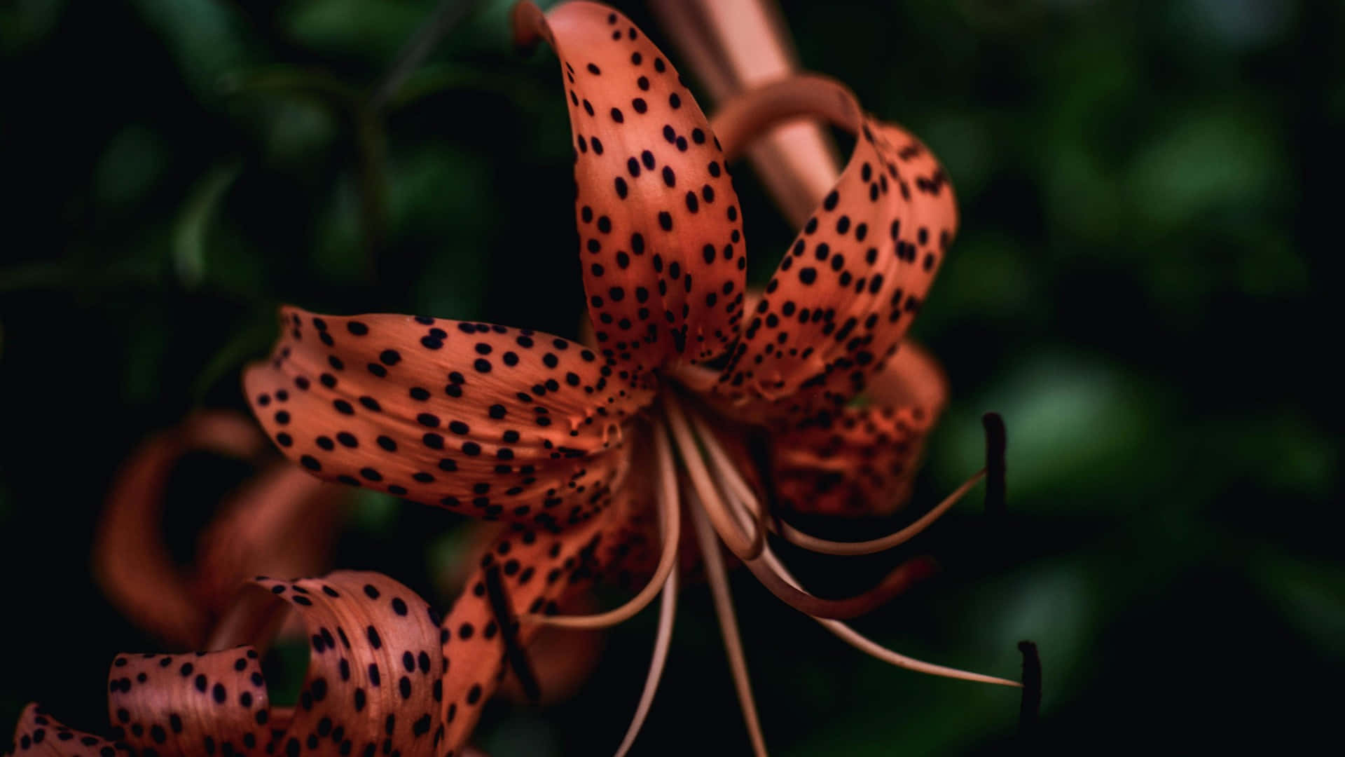  壁紙 — 一朵鮮豔橙色百合花的特寫，帶有黑色斑點和捲曲的花瓣，背景是深綠色模糊的。