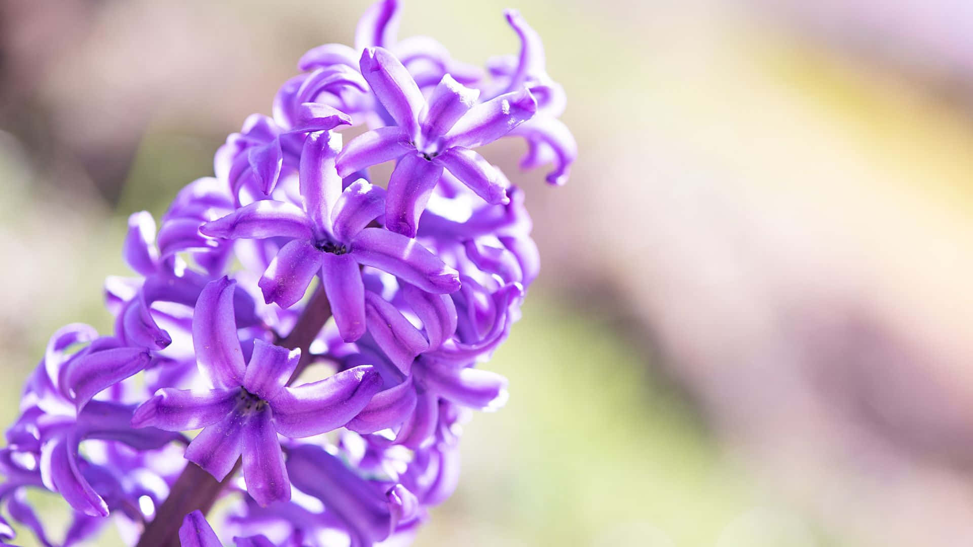  壁紙 — 一束鮮豔紫色風信子花的特寫，背景為柔和模糊的綠色和黃色。