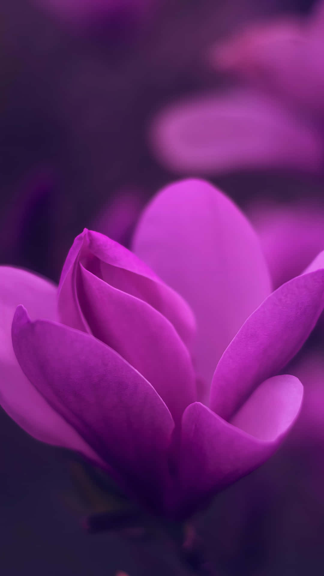  壁紙 — 一朵鮮豔紫色木蘭花的特寫，花瓣柔軟，背景模糊。