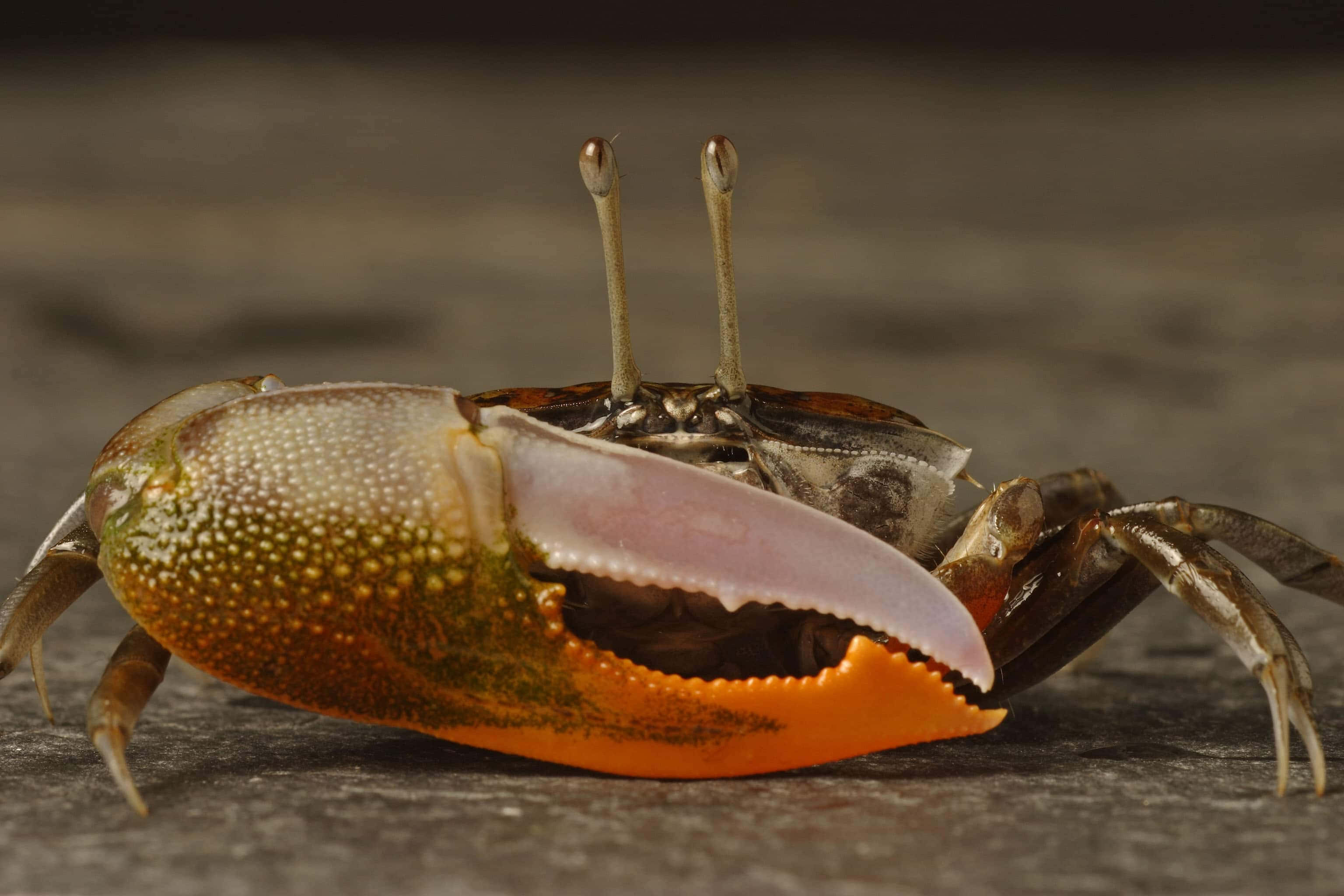 Fiddler Crab 桌布 壁紙 — 一隻蟹嘅近距離相，有鮮橙色嘅鉗同紋理外殼，喺深色石面上。