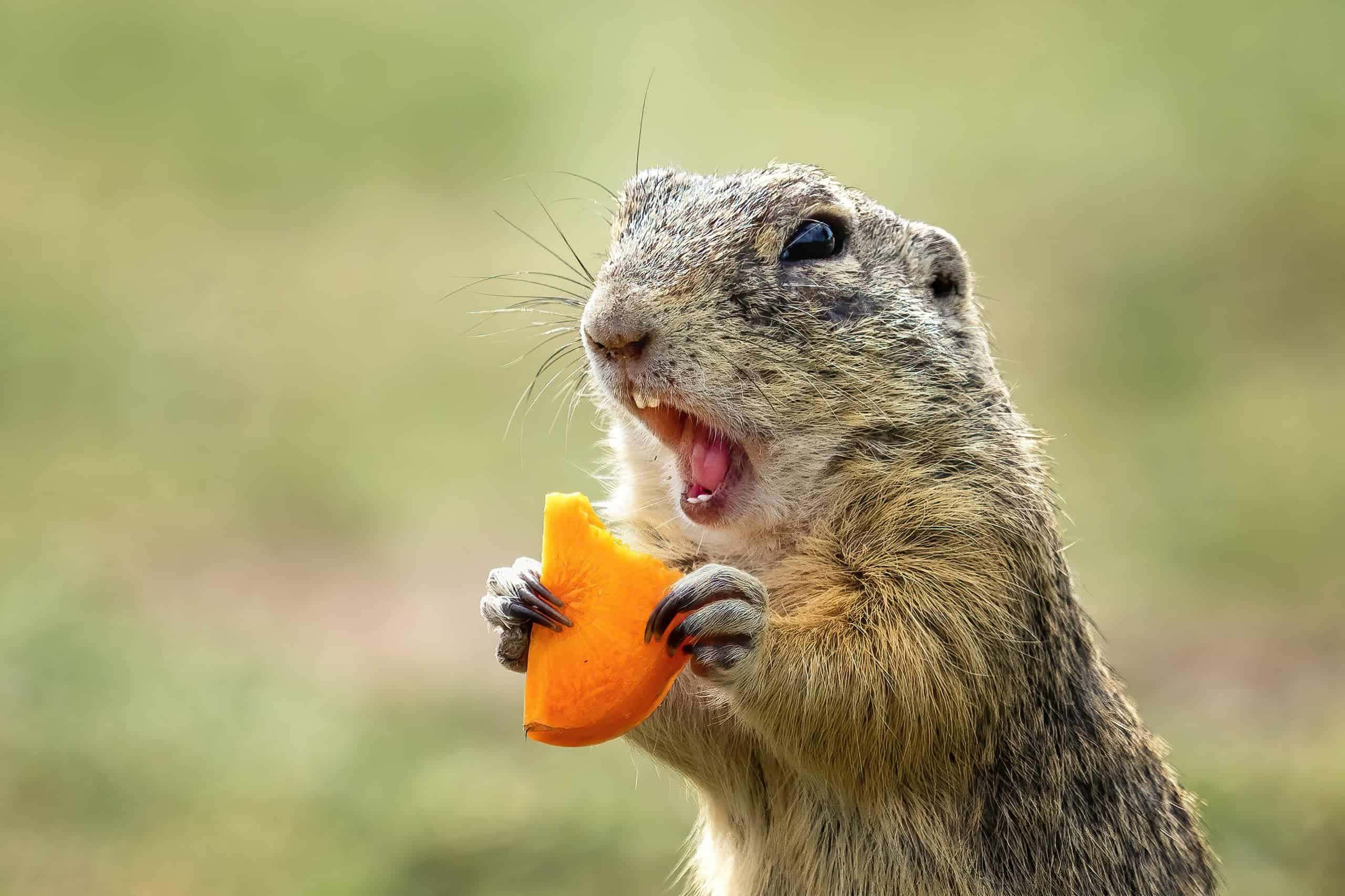 Gopher 桌布 壁紙 — 一張地松鼠嘅特寫相，佢開心咁咬住一塊鮮橙色嘅橙片，背景係柔和嘅綠色。