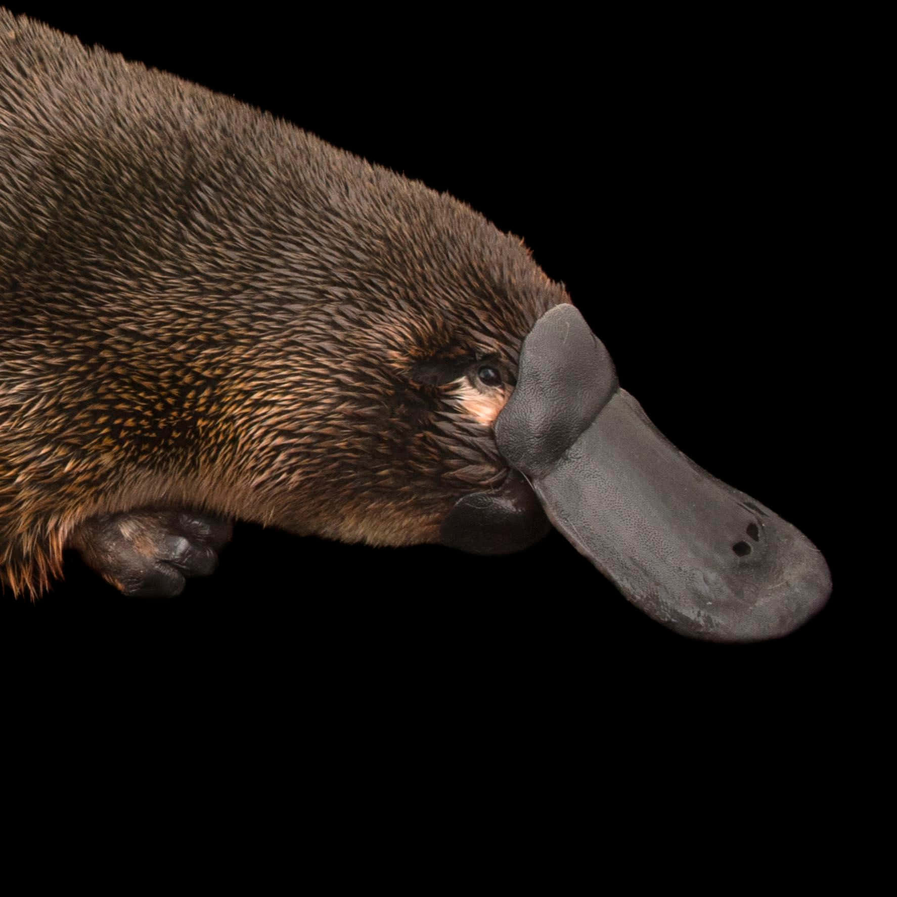 Platypus 桌布 壁紙 — 鴨嘴獸頭部特寫照片，毛髮和喙部細節清晰，背景為純黑色。