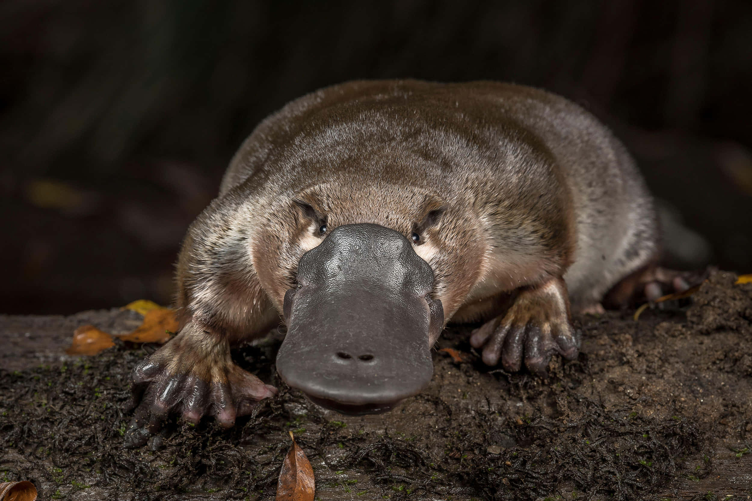 Platypus 桌布 壁紙 — 一張鴨嘴獸的特寫照片，牠有寬闊扁平的喙和帶蹼的腳，在黑暗的森林中休息在長滿苔蘚的木頭上。