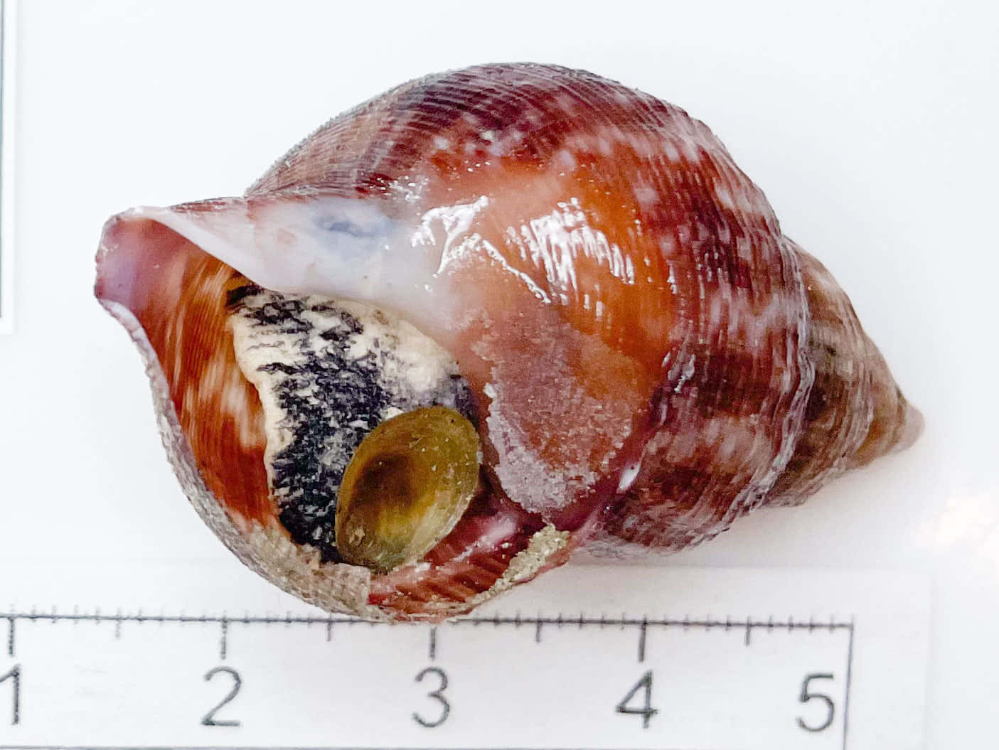 Buccinidae 桌布 壁紙 — 一張白色間尺上嘅光澤紅褐色貝殼特寫相，貝殼有複雜圖案，裏面有個細小綠色物體。