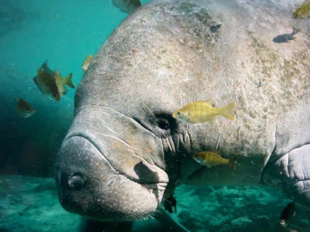  壁紙 — 海牛嘅特寫水下鏡頭，細小黃色魚喺清澈藍綠色水中游喺佢塊面周圍。