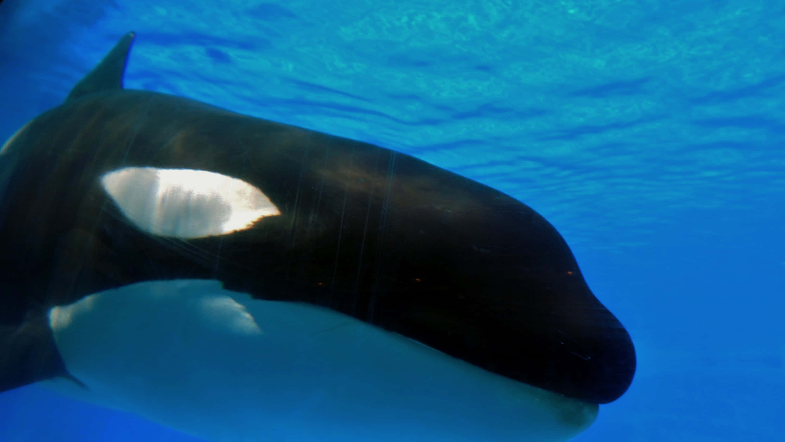 Cetaceans 桌布 壁紙 — 虎鯨頭部的水底特寫鏡頭，在清澈的藍色海水中展現其標誌性的黑白斑紋。