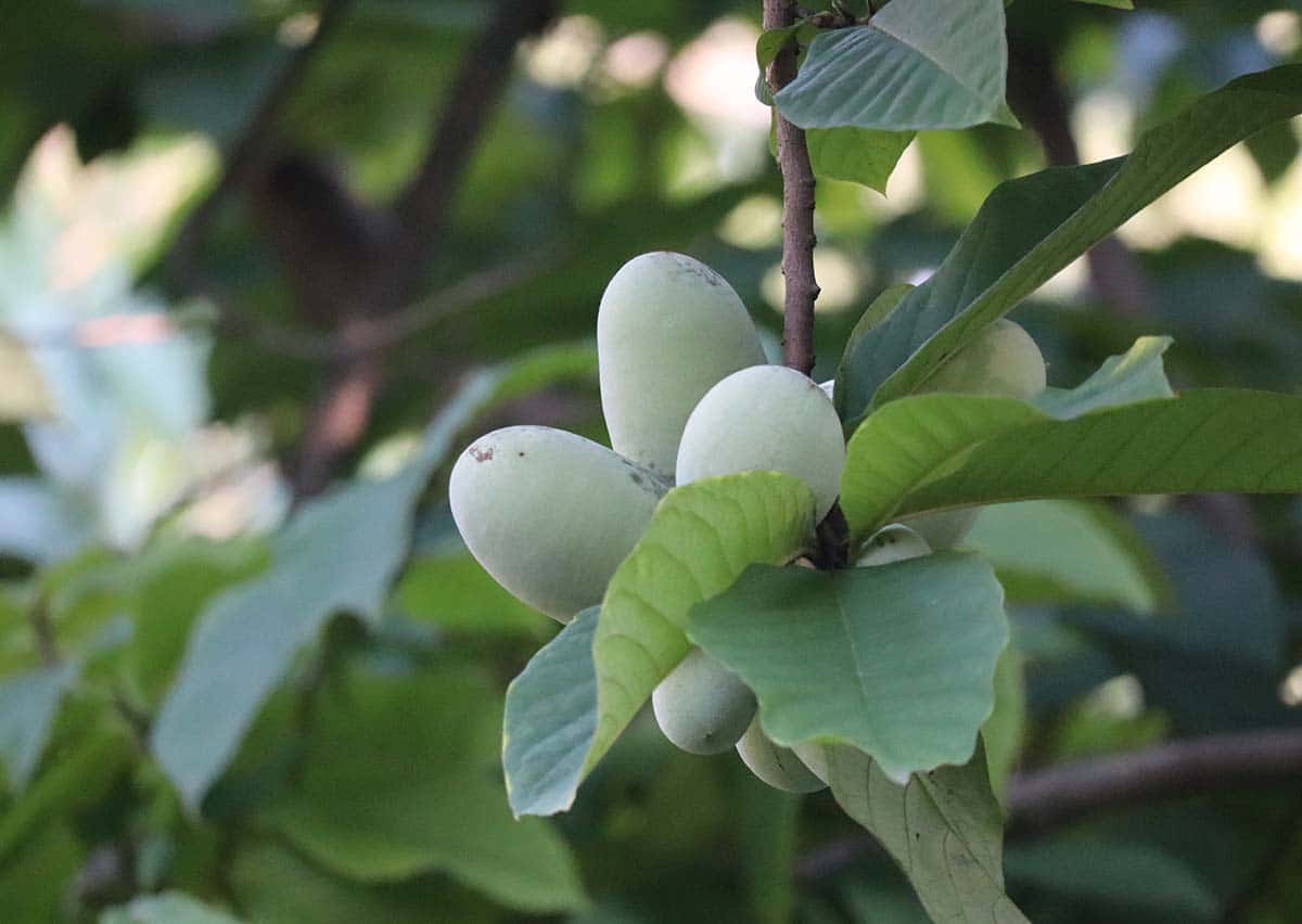  壁紙 — 一簇淡綠色泡泡果藏在樹枝上寬闊茂密的葉子之間。